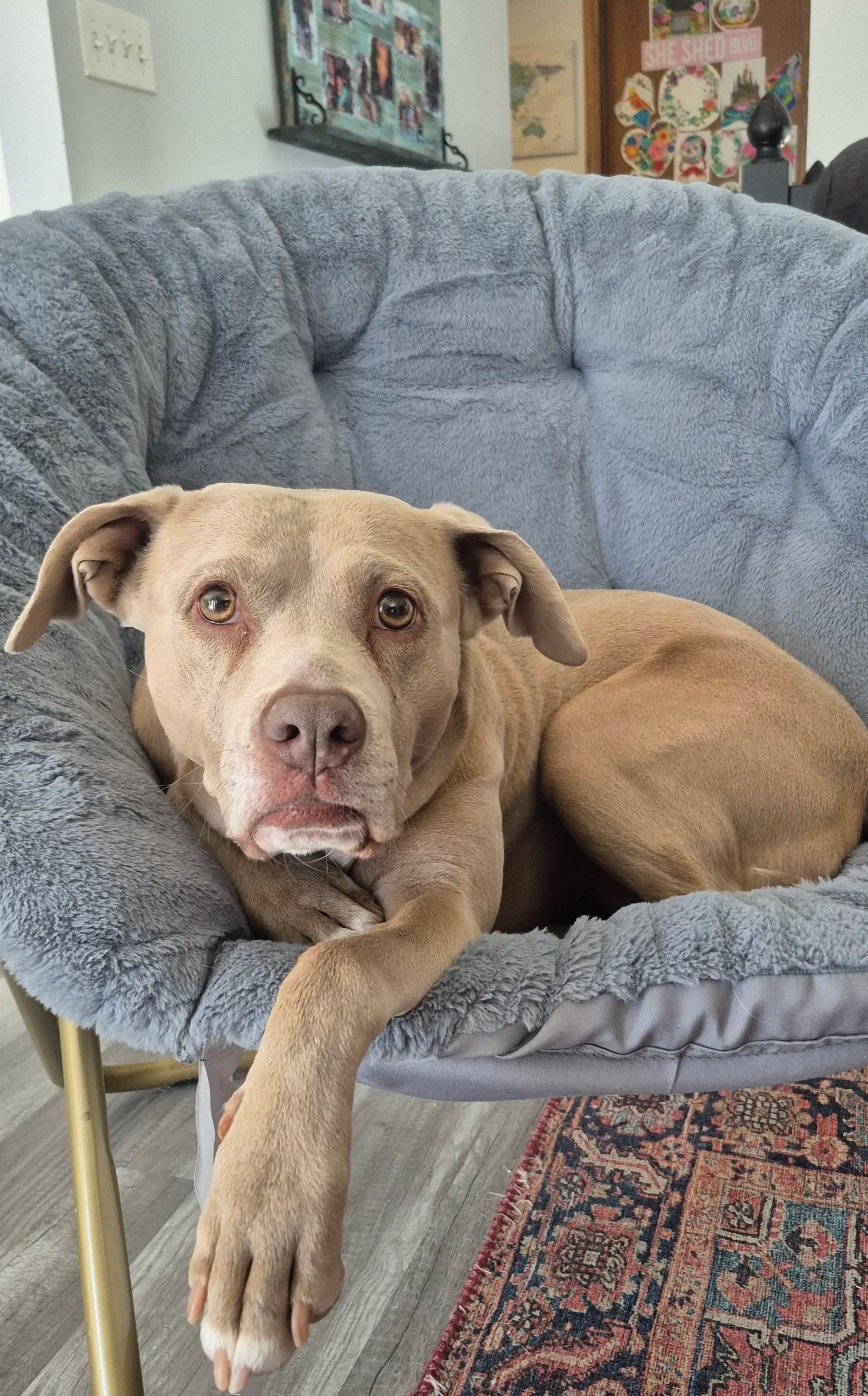 A light brown dog lying on a plush, gray circular chair with a looking directly at the camera. Behind the chair, there is a wall with pictures and decorations, including a partitioned wall with colored artwork and a sign that reads 'SHE SHED BLVD'.