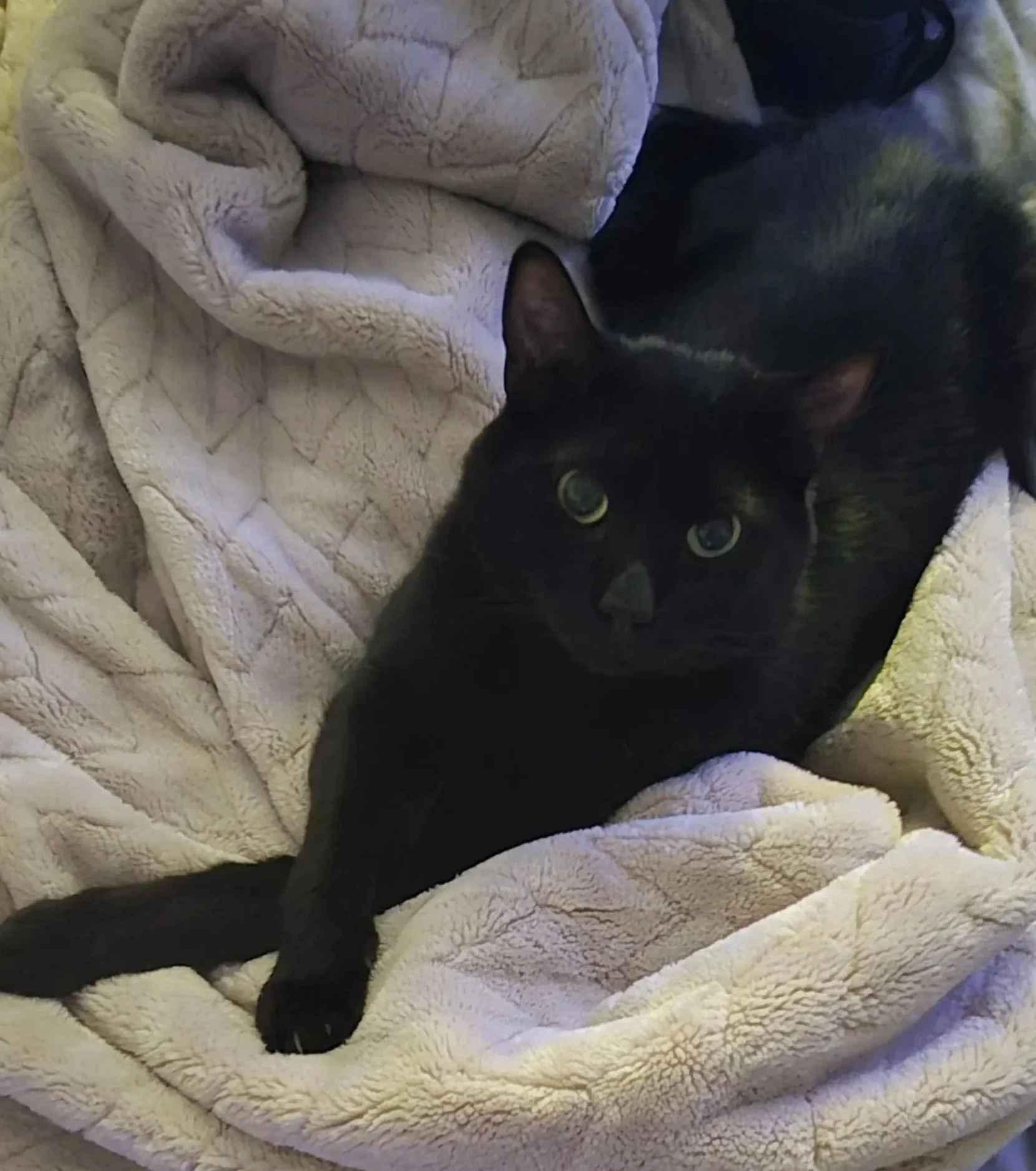 A black cat lying on a soft, cream-colored blanket with a textured pattern, looking directly at the camera.