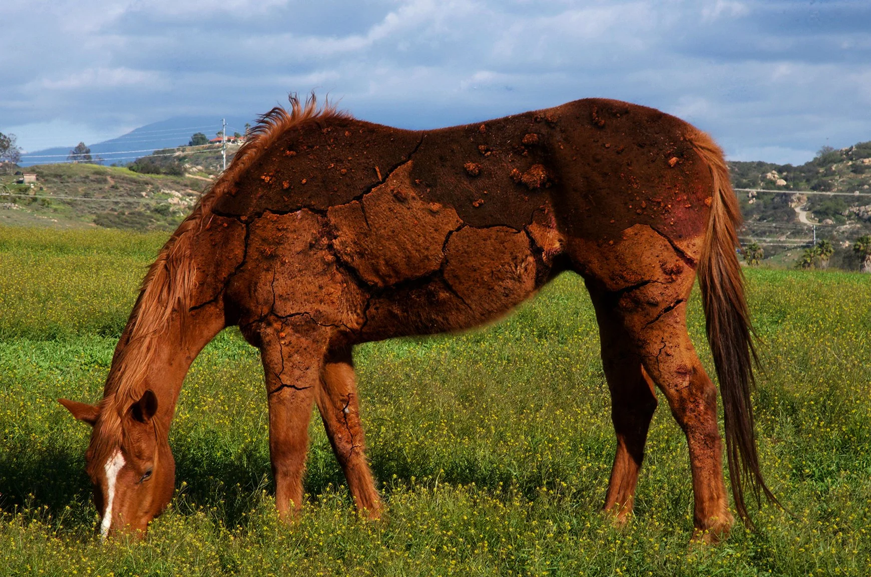 Dirty horse color.jpg