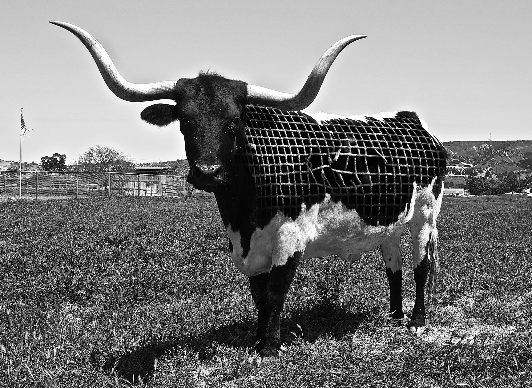 American Bull B&W.jpg