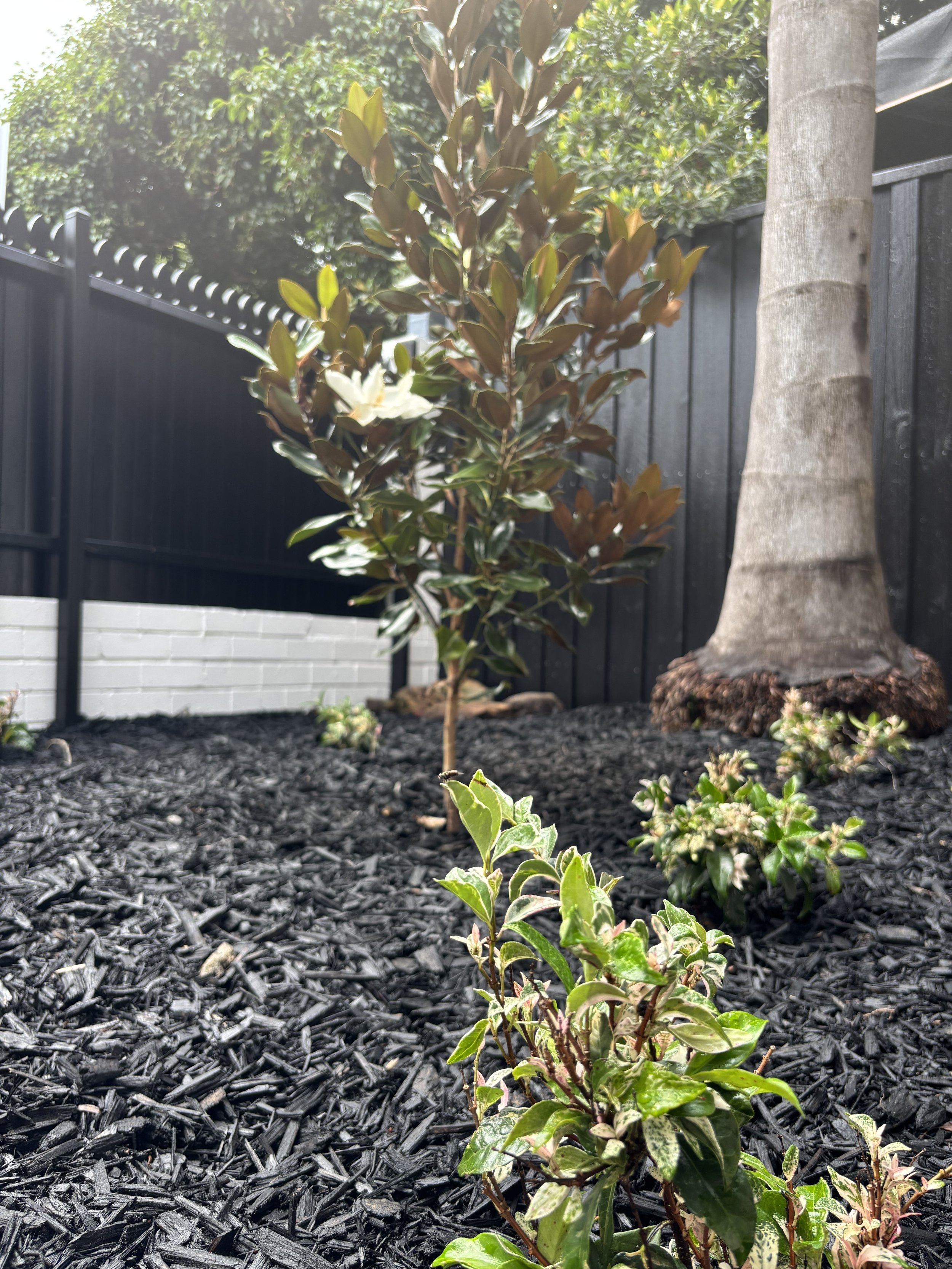 centennial-park-shrub-row-magnolia-after.jpg