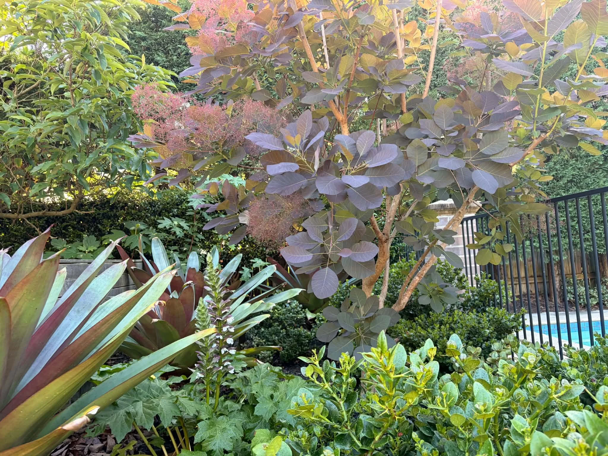 agave-dusty-miller-bed-pool-fence.jpg