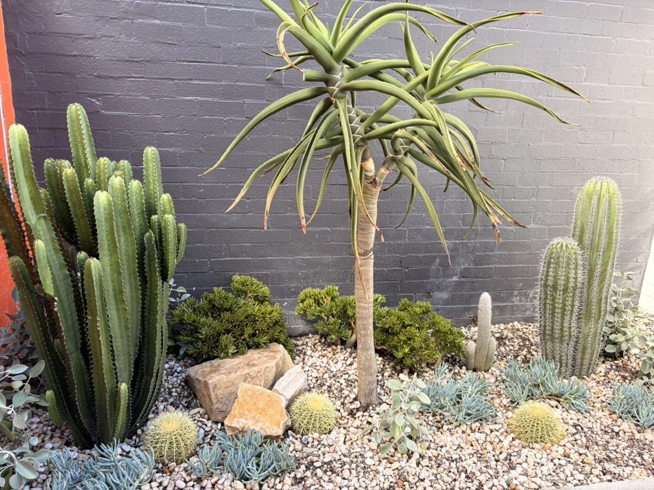 surry-hills-tree-aloe-pebble-mulch-after.jpg