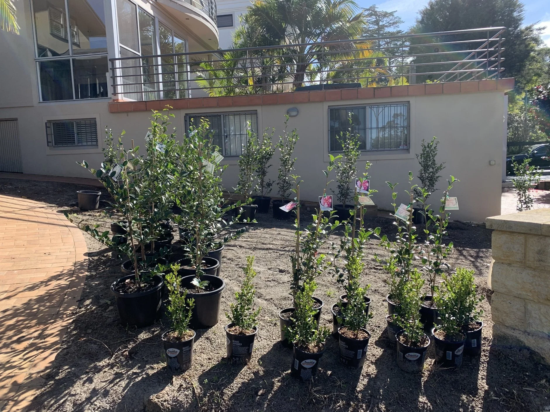 nursery-stock-setout-camellias.jpg