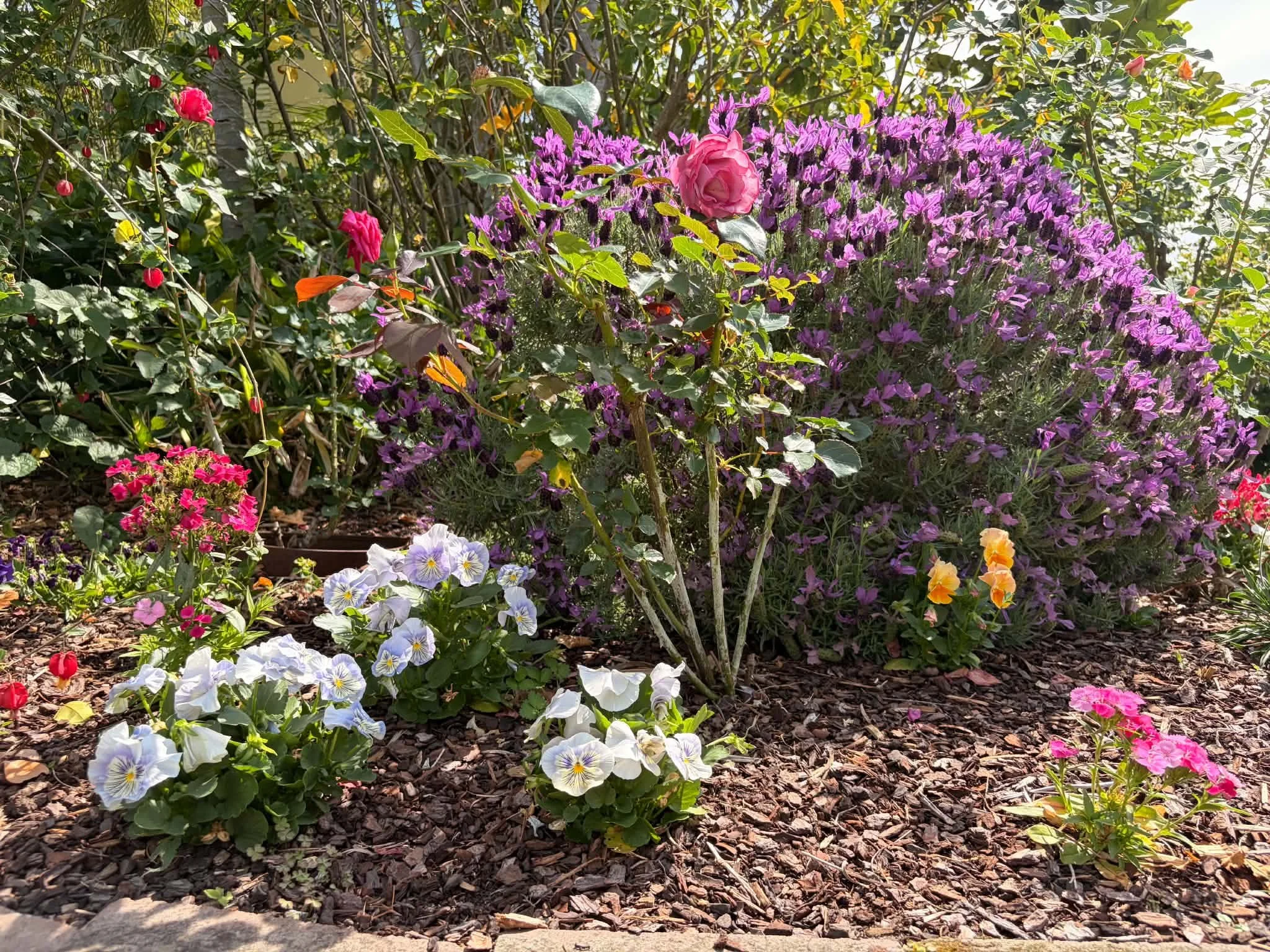 mixed-rose-perennial-shrub-border.jpg