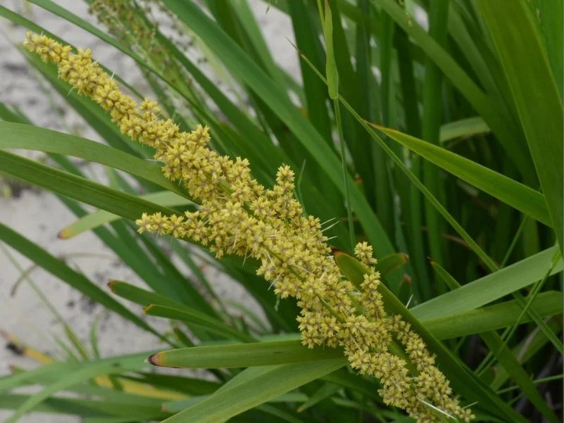 lomandra longifolia tanika