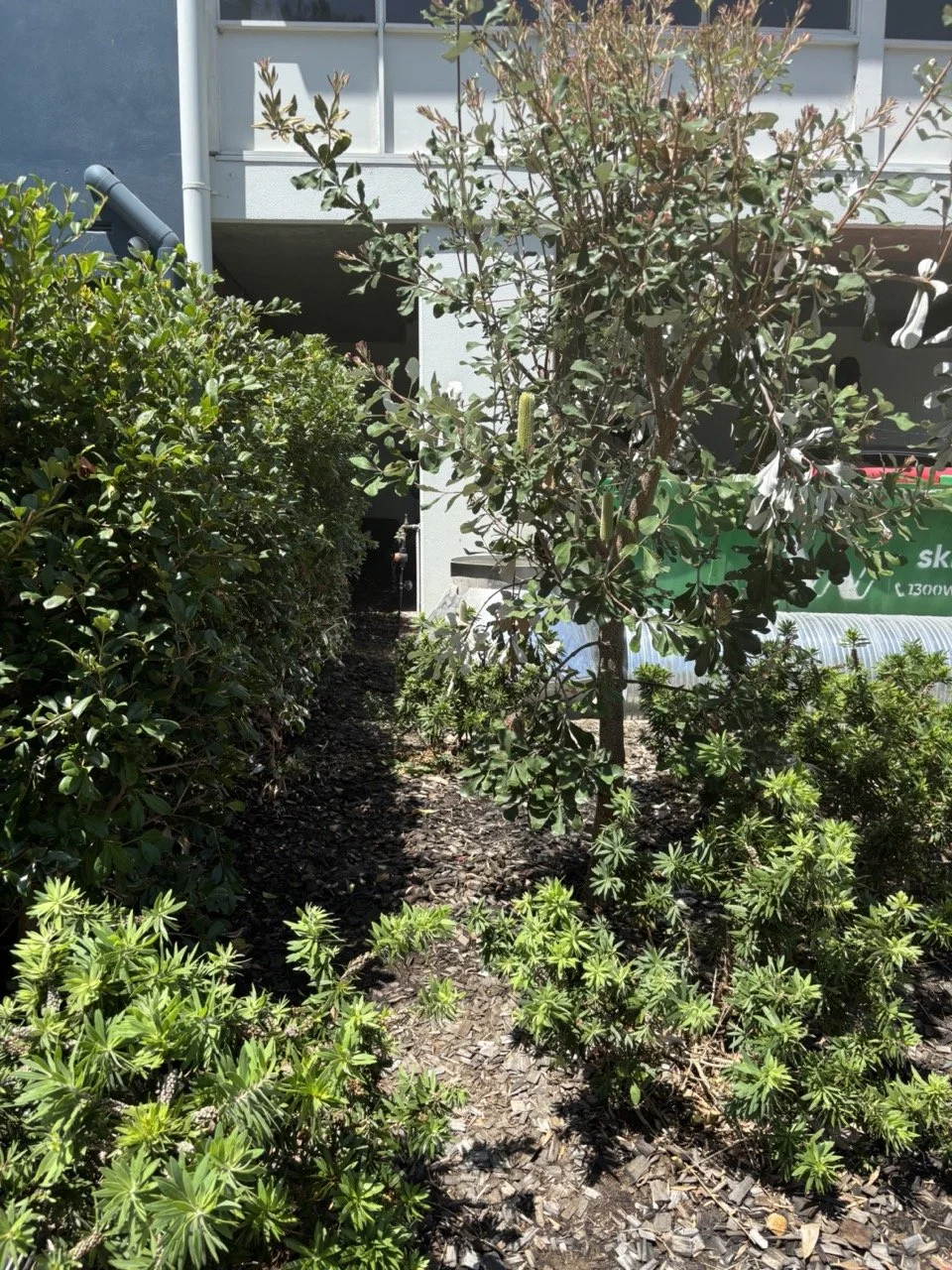 botany-mulched-path-hedge-banksia-feb2026.jpg