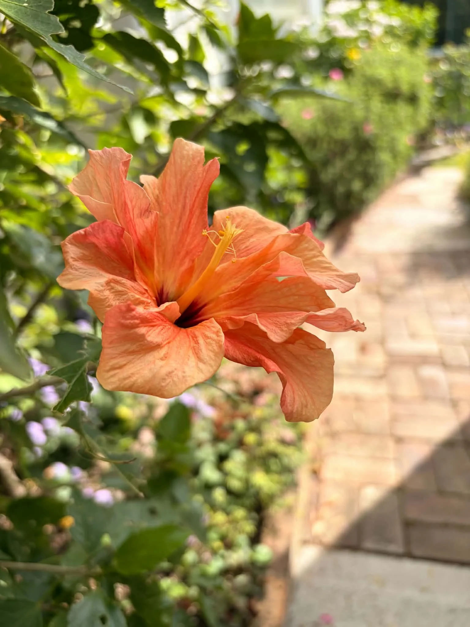 orange-hibiscus-macro.jpg