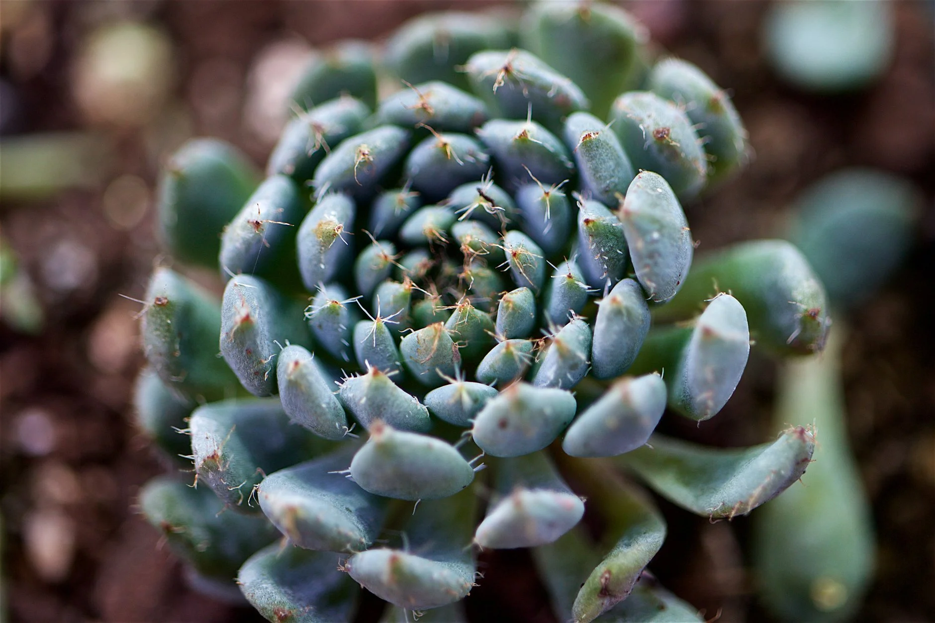 sedeveria-rosette-spiral-macro.jpg