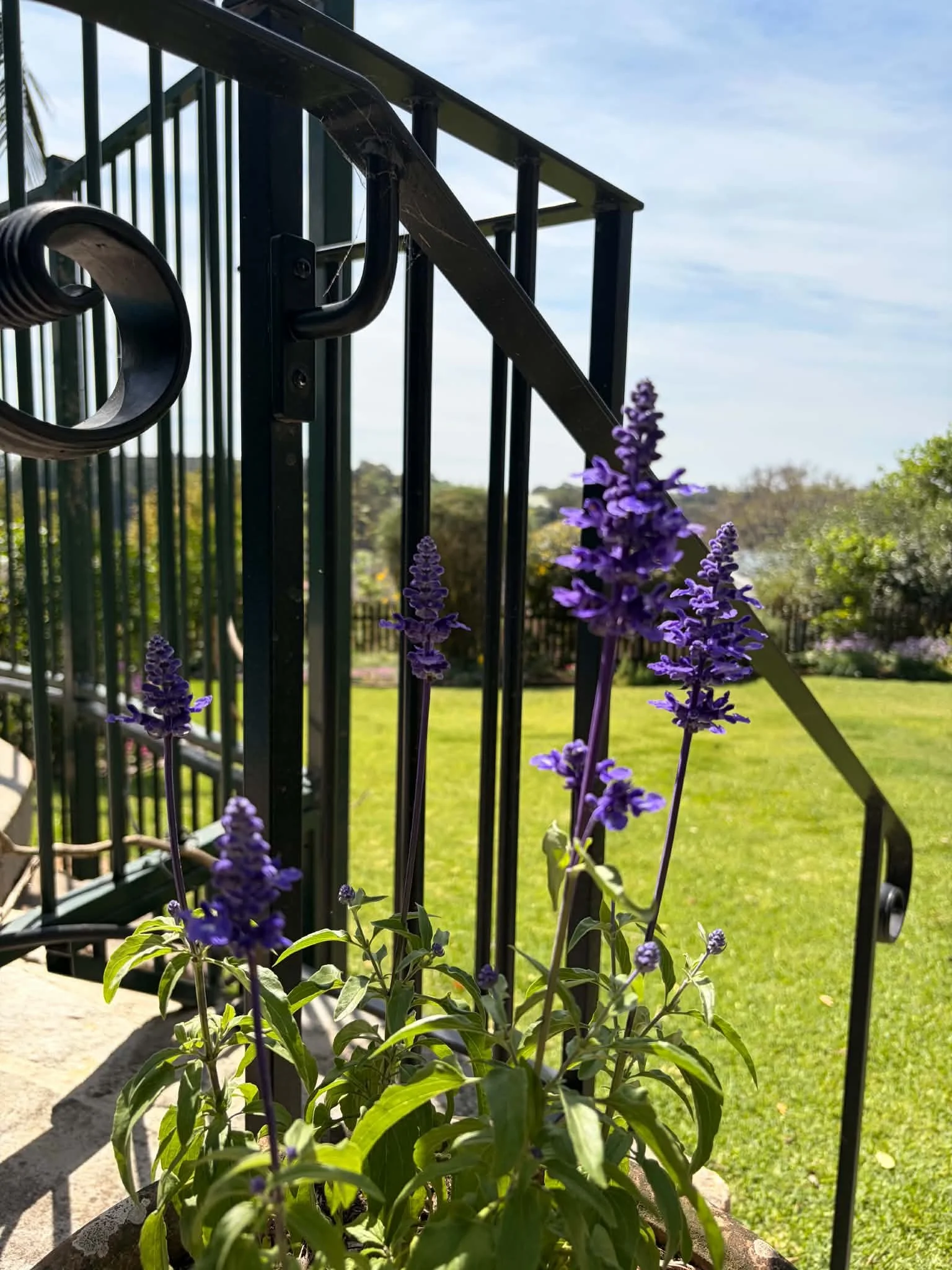 purple-flower-wrought-iron-railing-macro.jpg
