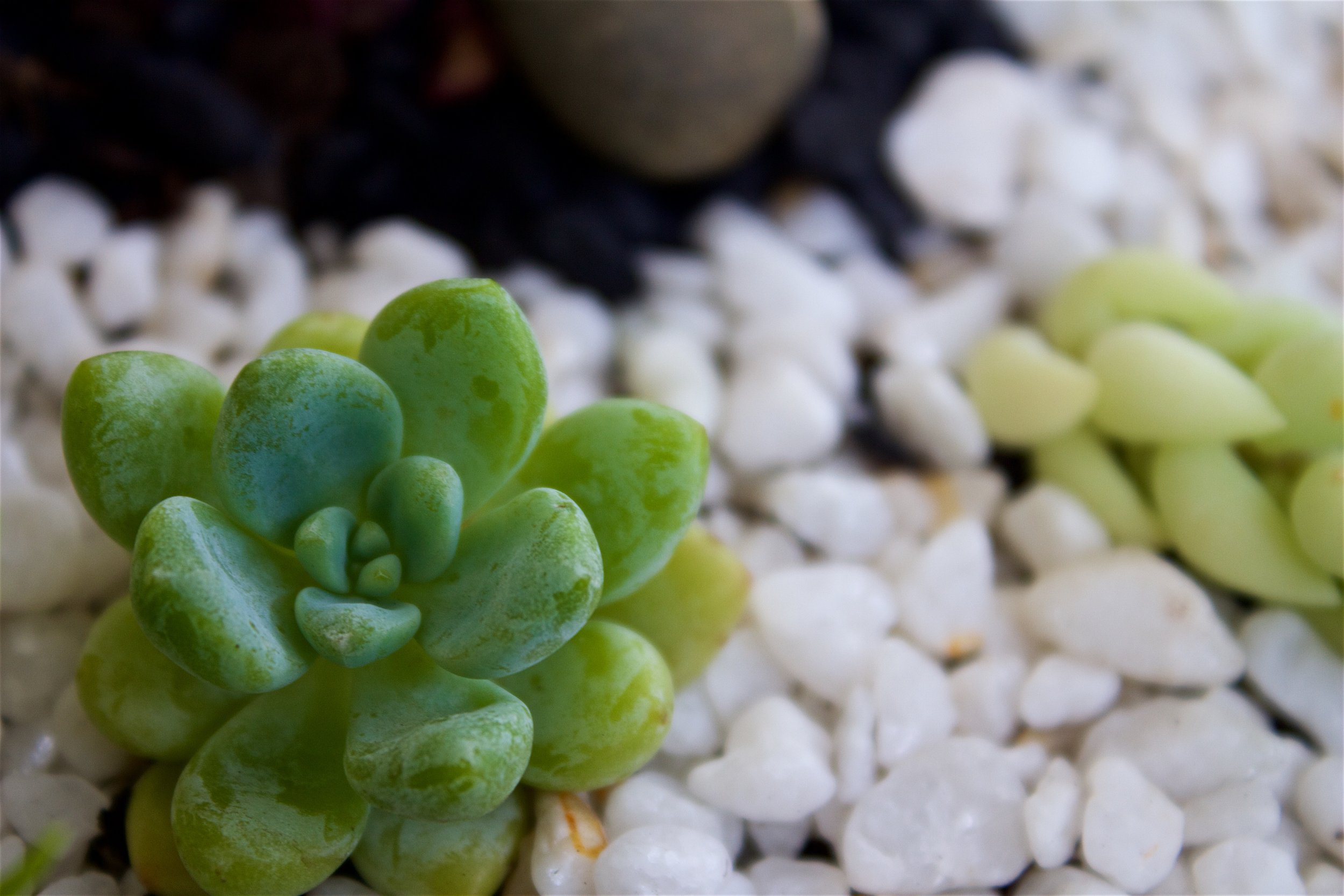 pachyphytum-rosette-white-pebbles.jpg