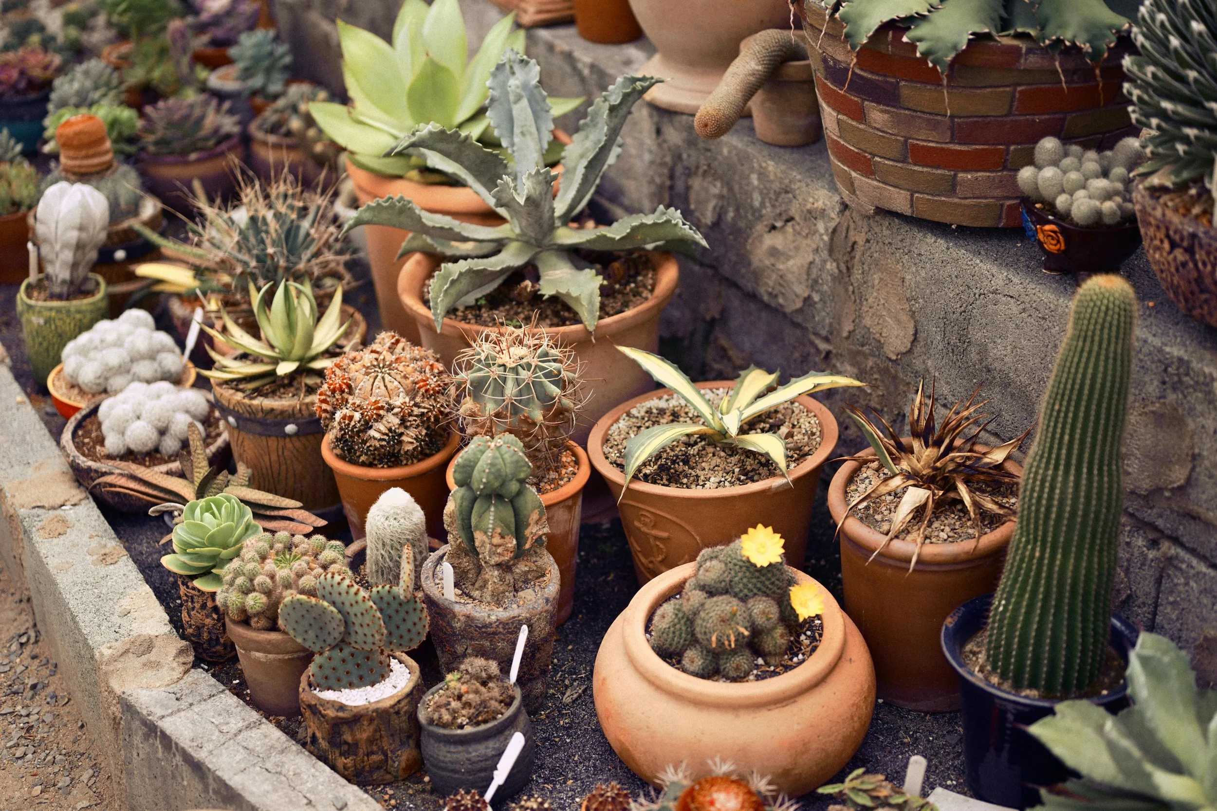 Creating a Stunning Cactus and Succulent Garden: Your Ultimate Guide