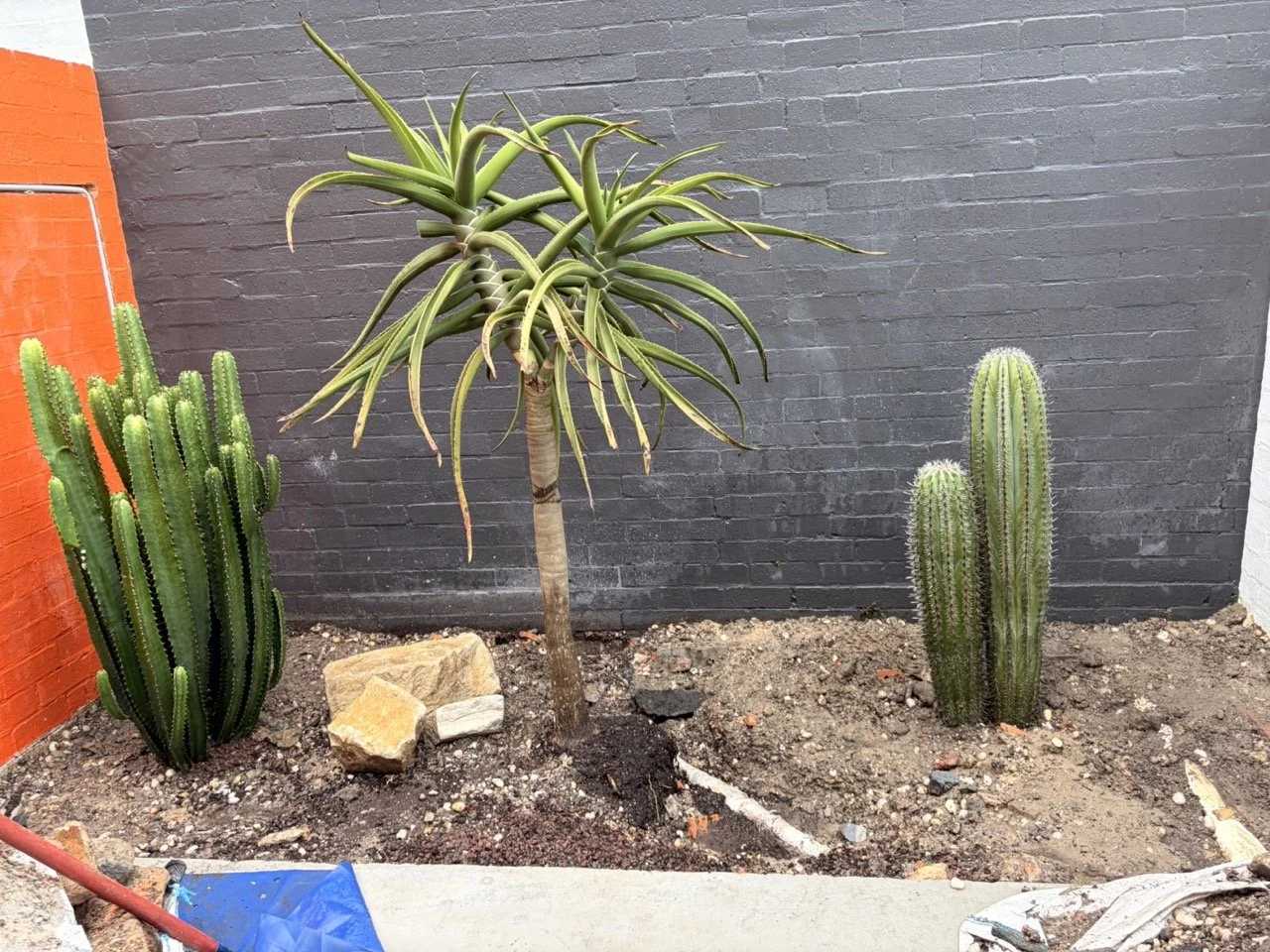 surry-hills-euphorbia-aloe-planting-during.jpg