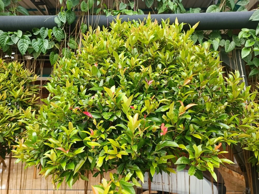 Syzygium australe (LILLY PILLY)