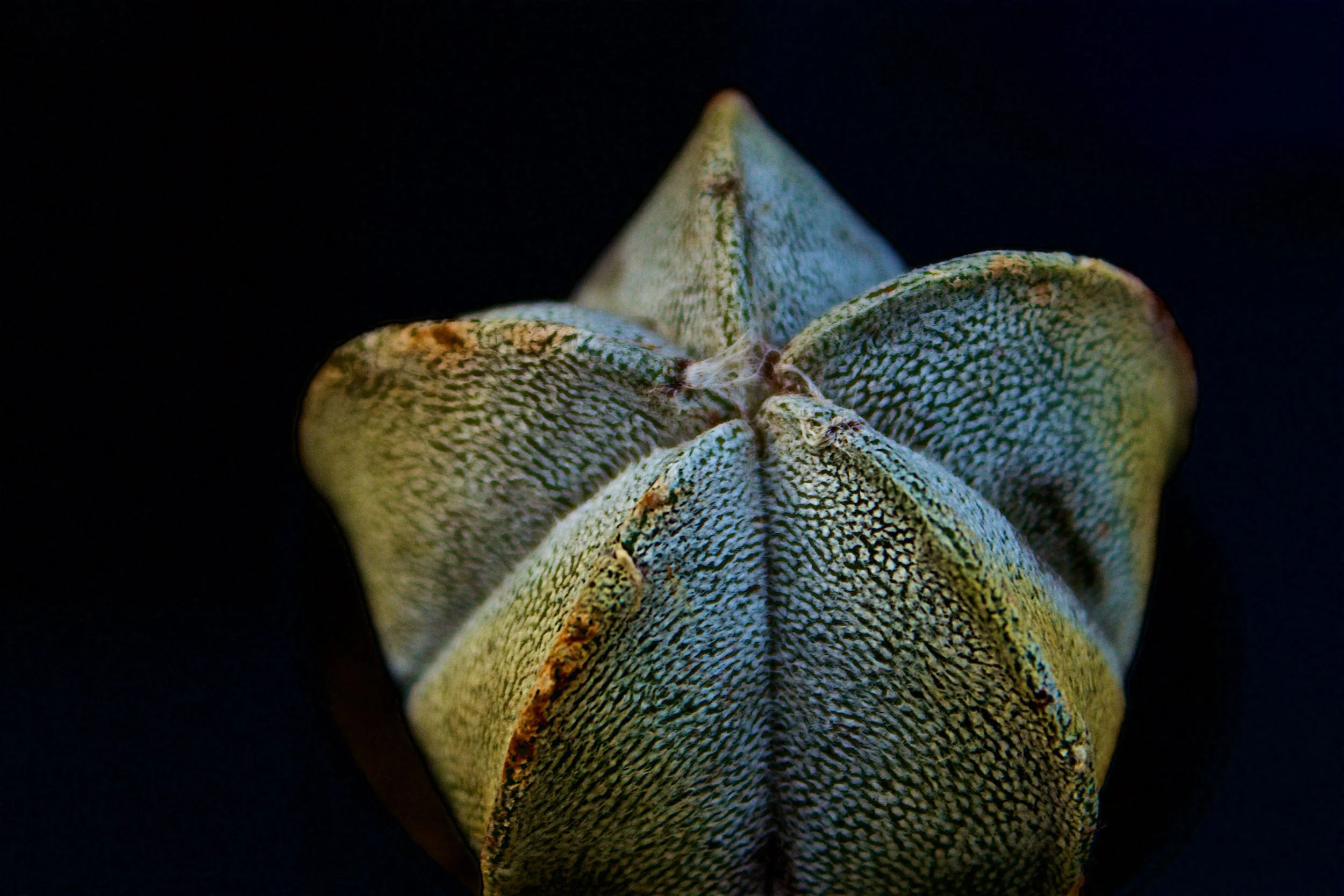 bishops-cap-cactus-macro-dark.jpg