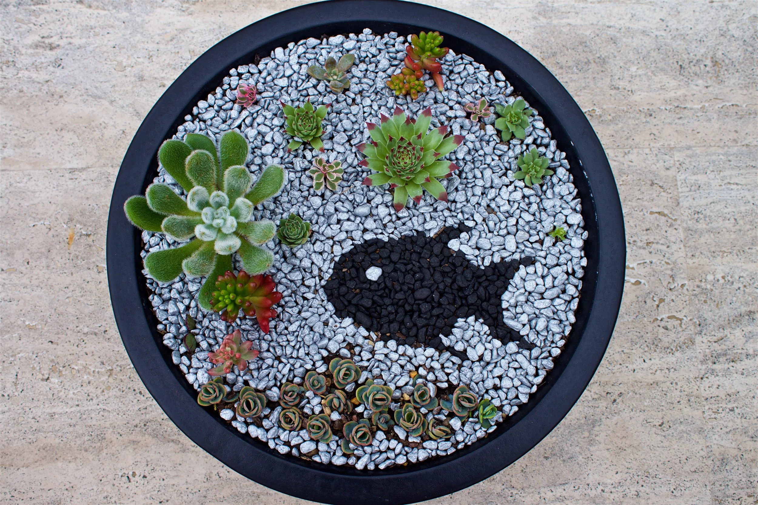 succulent-dish-garden-fish-motif.jpg