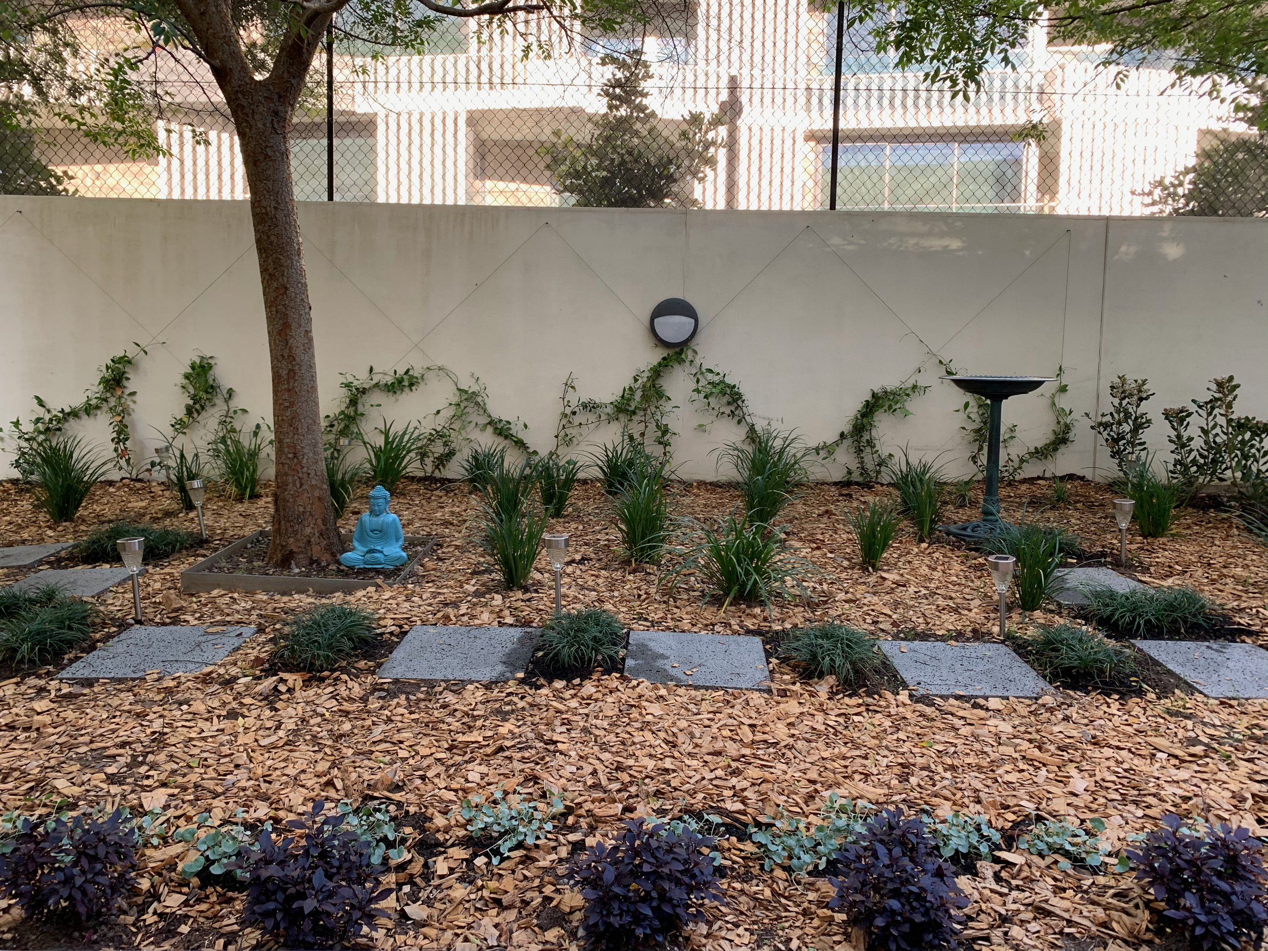 randwick-jasmine-trellis-courtyard.jpg