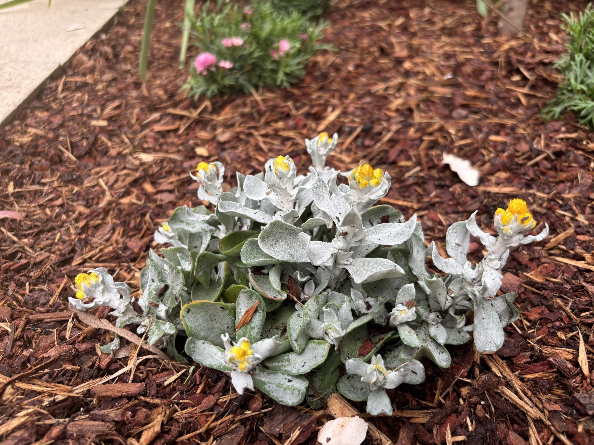 willoughby-silver-groundcover-macro-oct2025.jpg