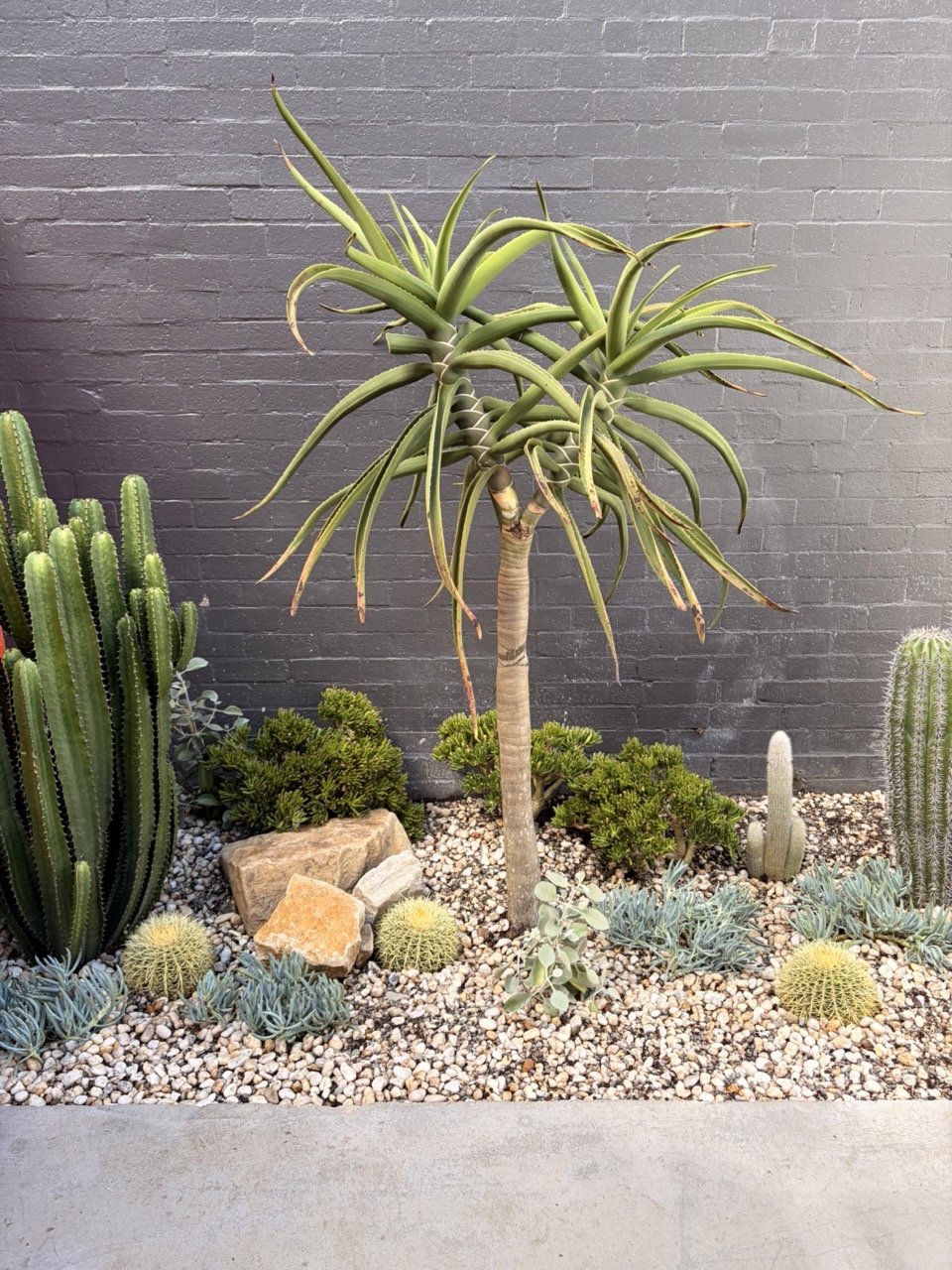 surry-hills-tree-aloe-portrait-after.jpg