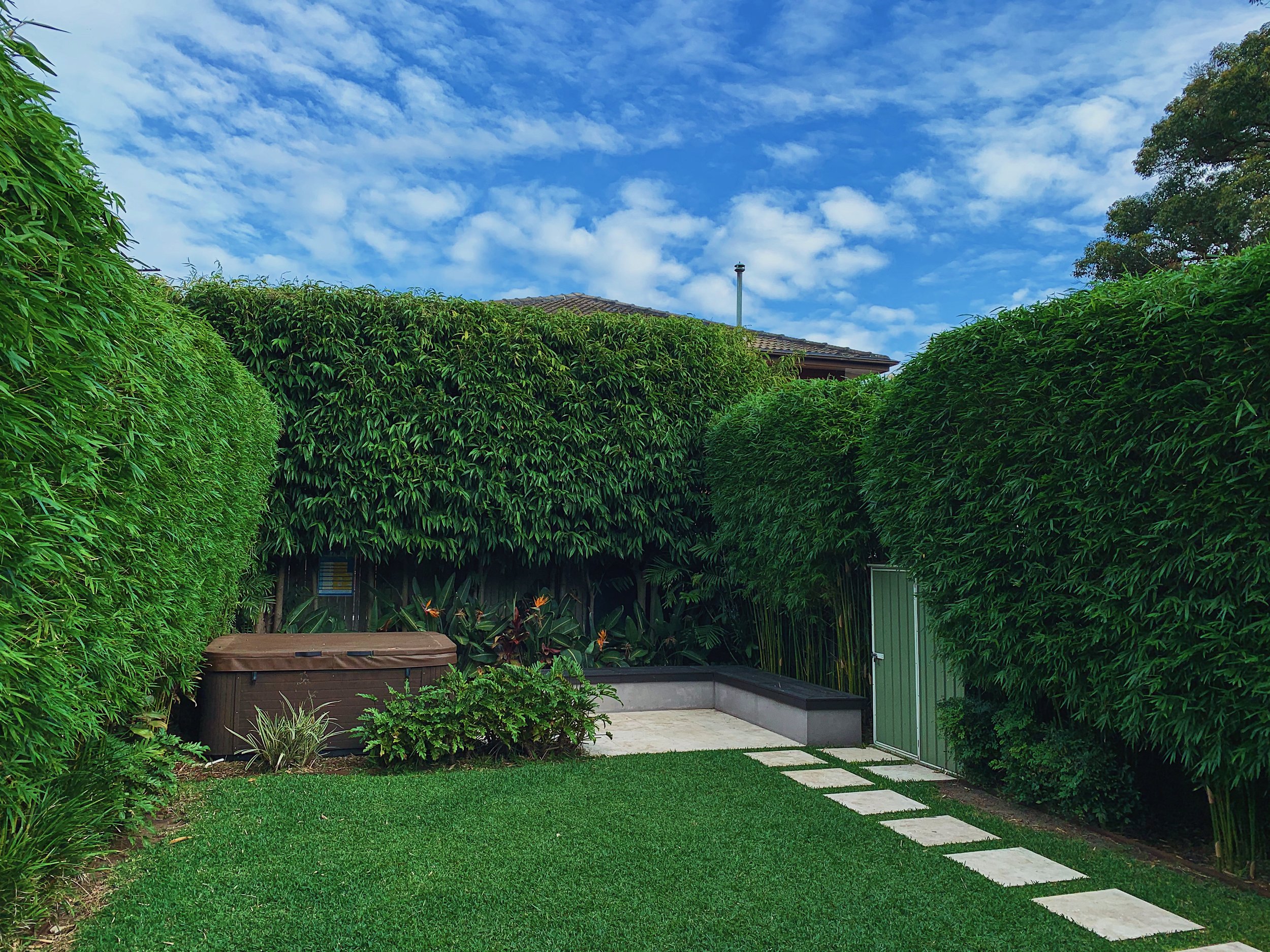 bondi-bamboo-hedging-backyard-after.jpg