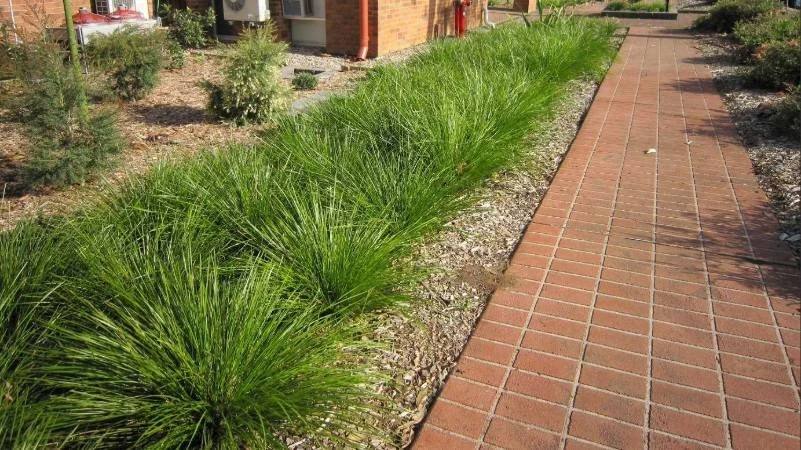 lomandra longifolia tanika