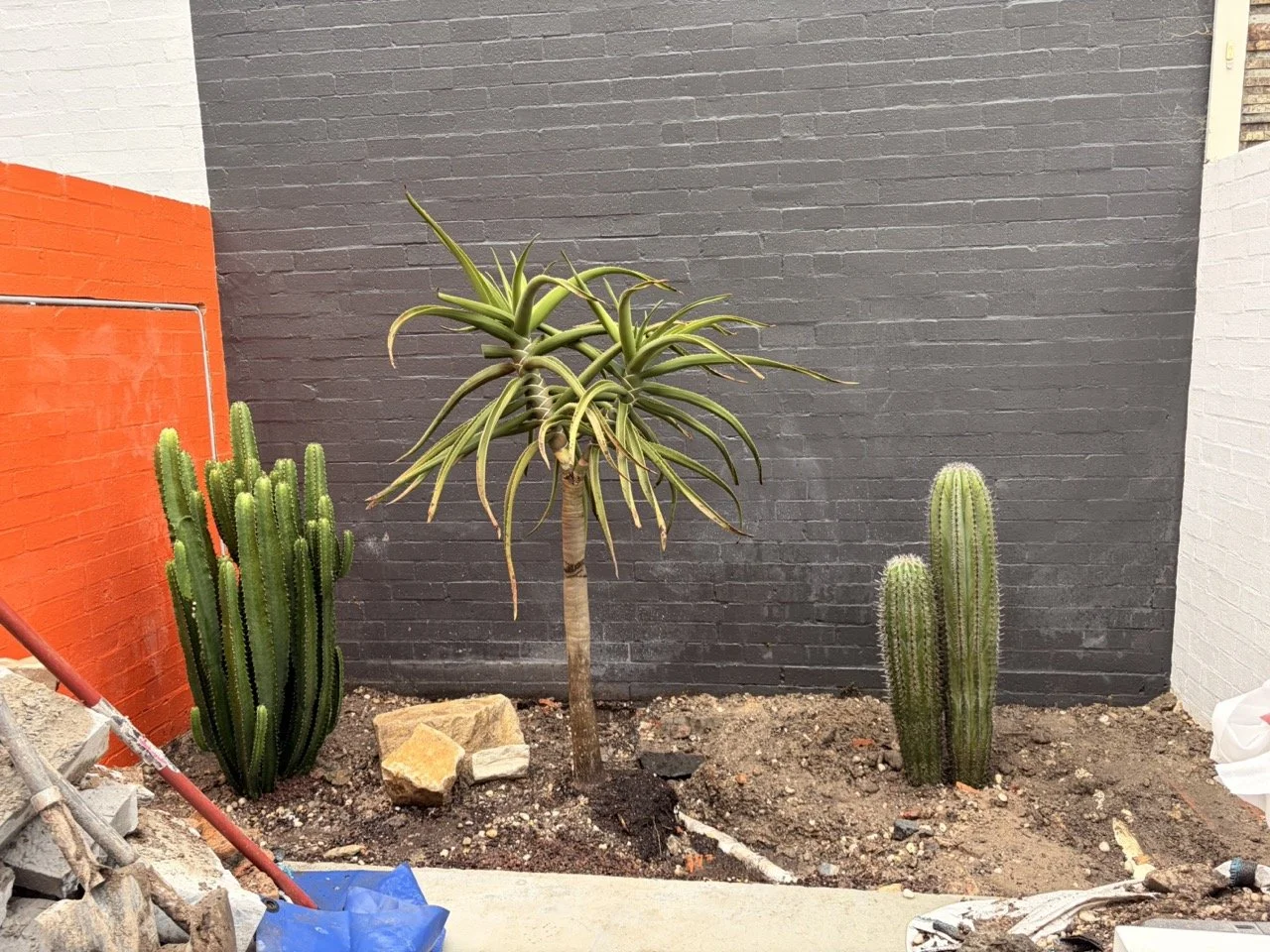 surry-hills-structural-cacti-placed-during.jpg