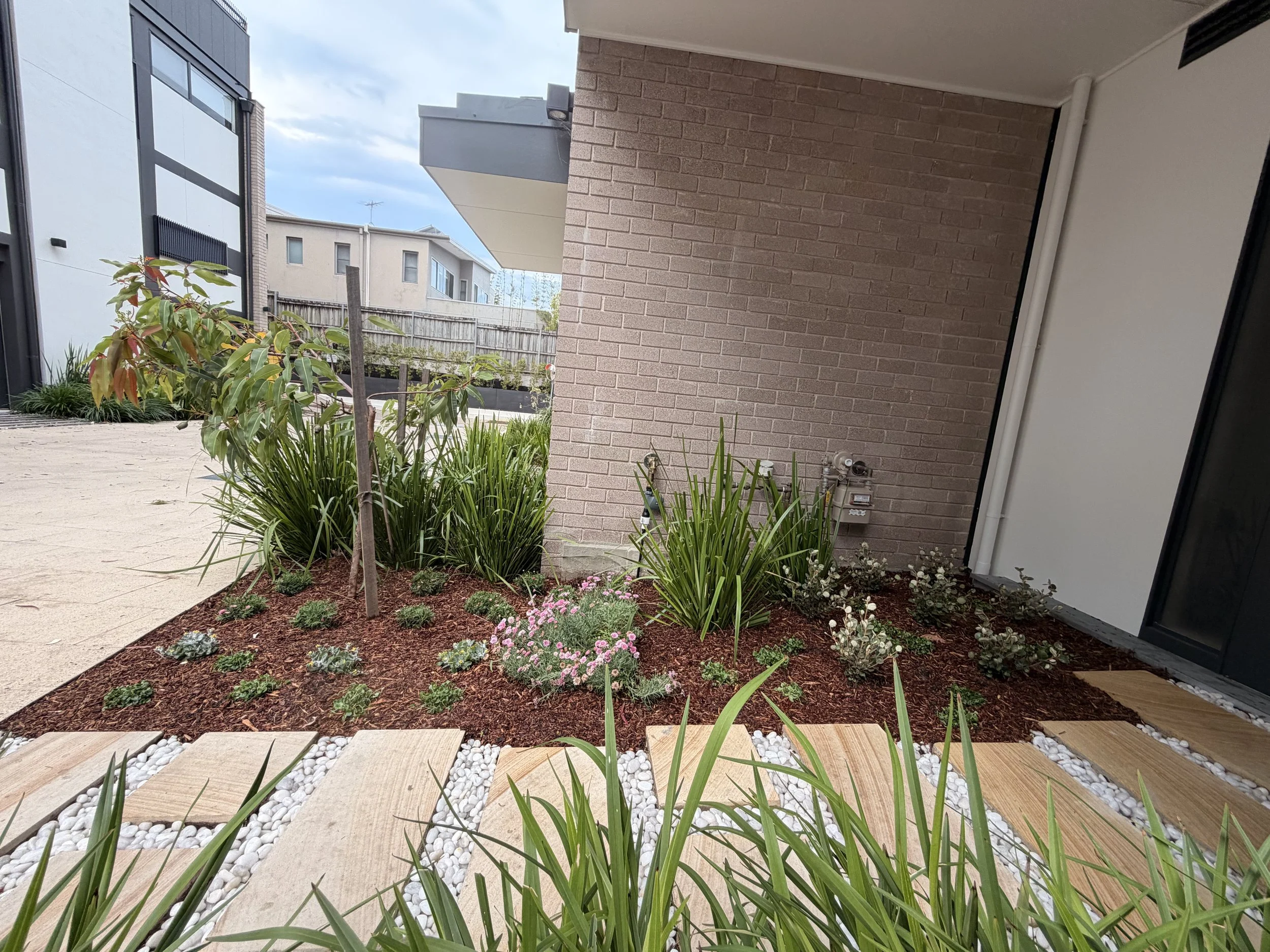 willoughby-native-bed-lomandra-after-oct2025.jpg
