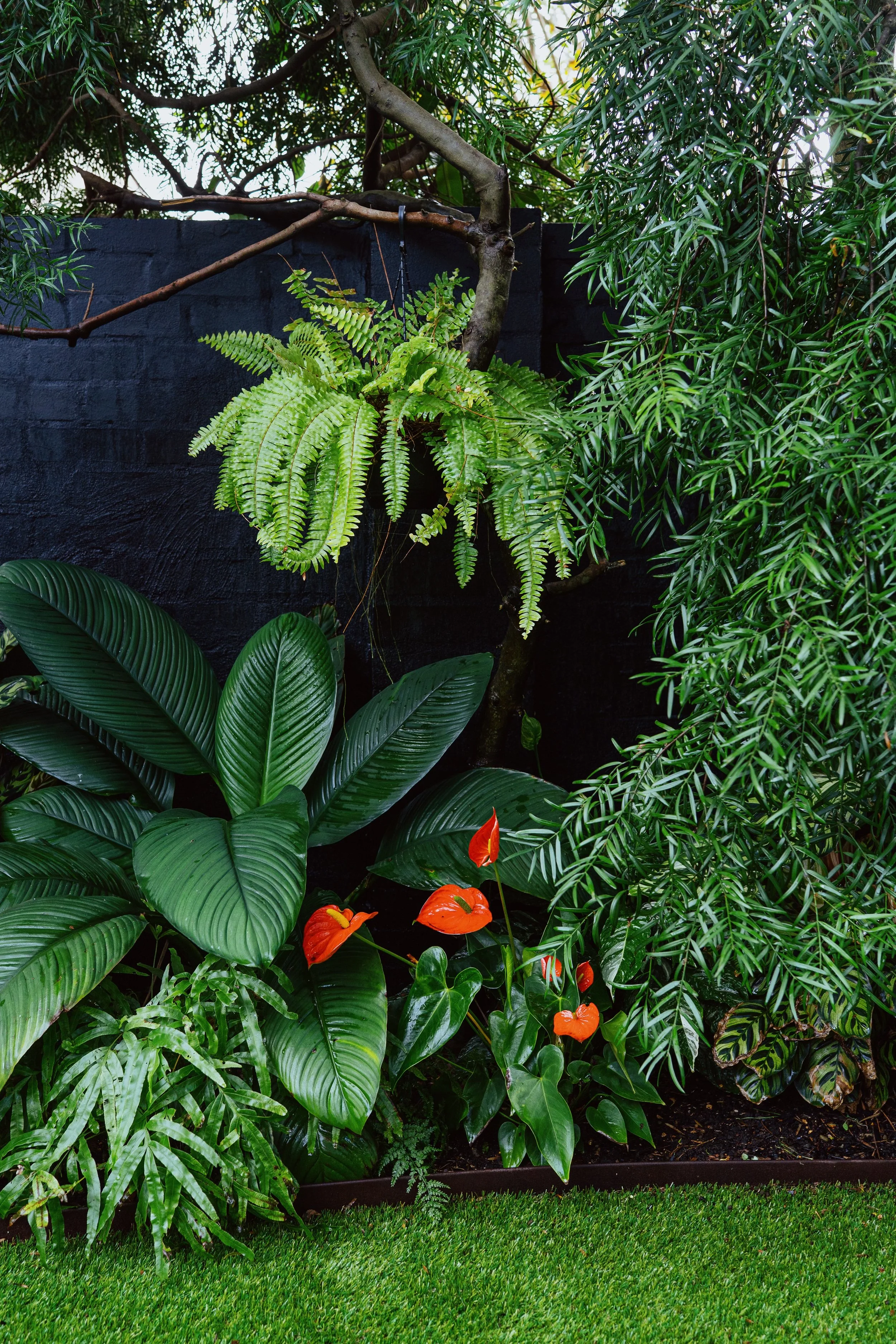 bondi-corner-boston-fern-anthurium.jpg