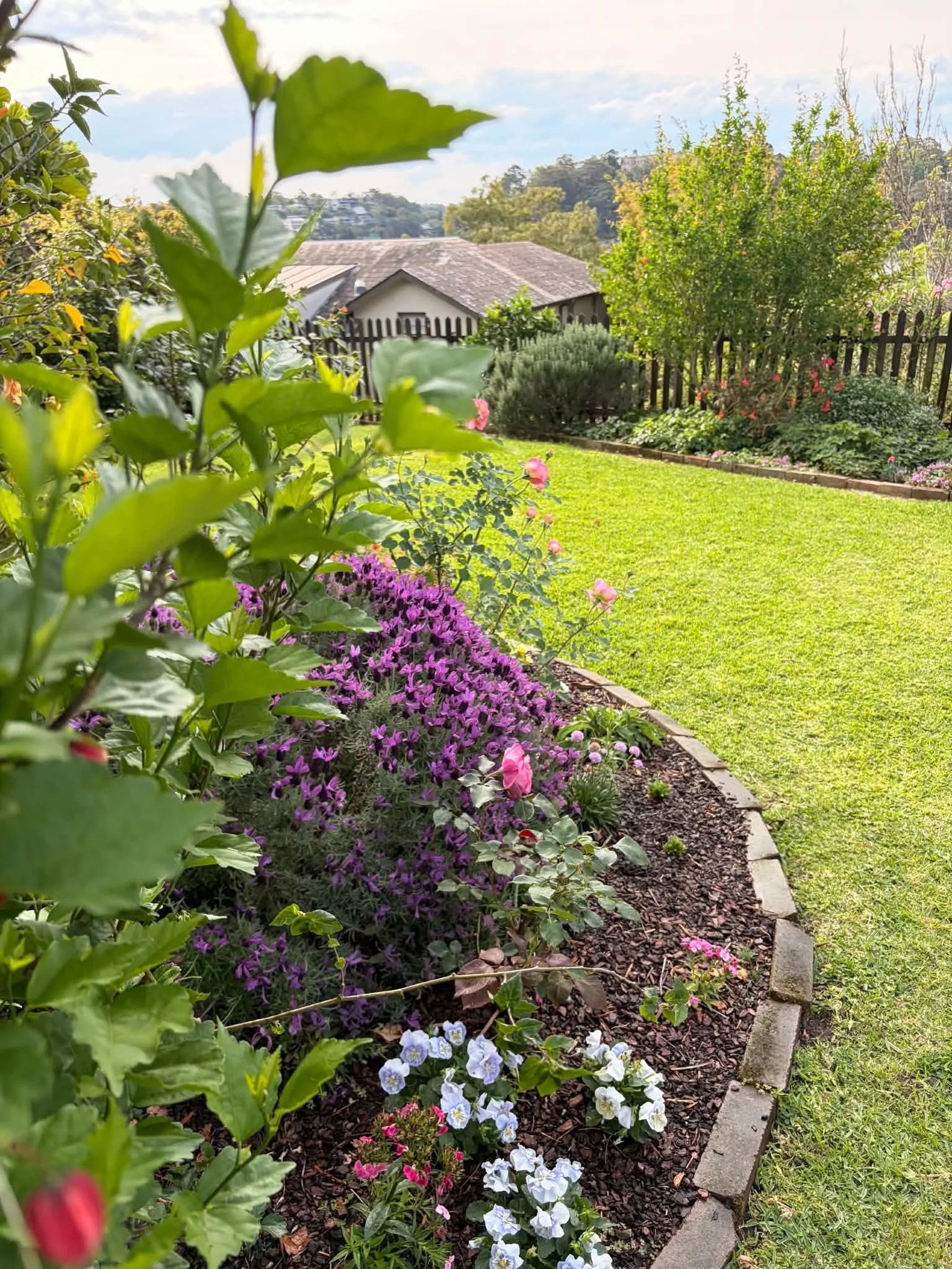 purple-flowering-shrub-lawn-edge.jpg
