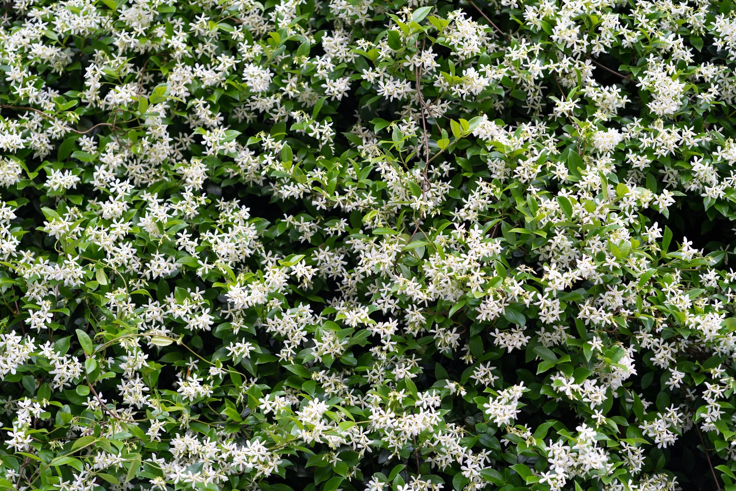 Star Jasmine