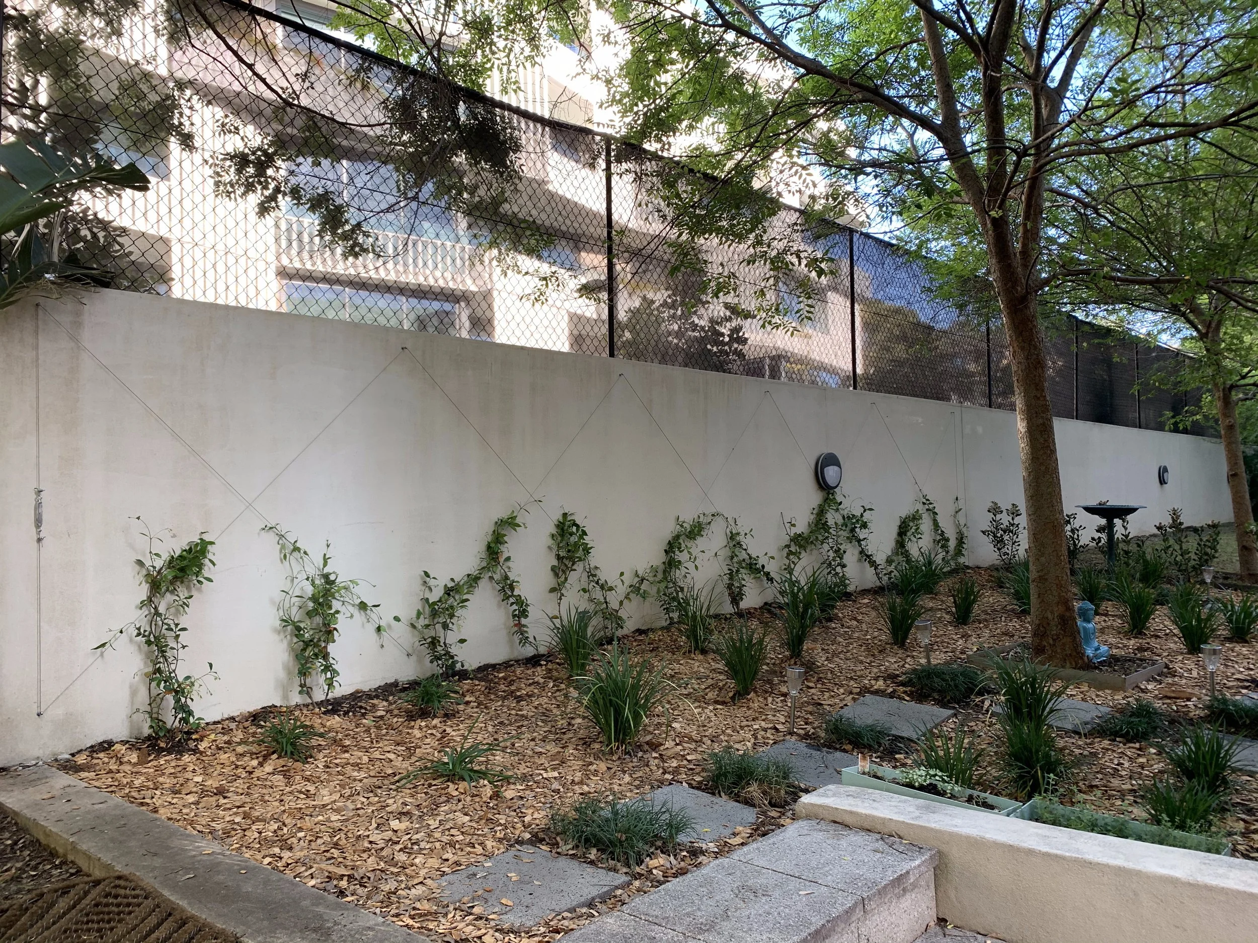 randwick-courtyard-bed-wall-jasmine-espalier-wide.jpg