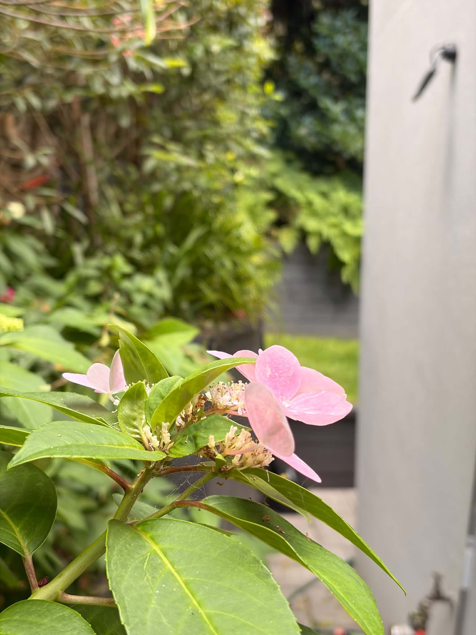 pink-flower-macro-foliage.jpg