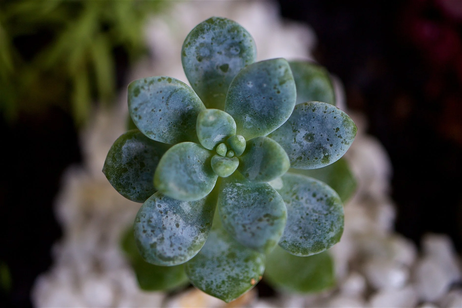 graptopetalum-rosette-macro-speckled.jpg