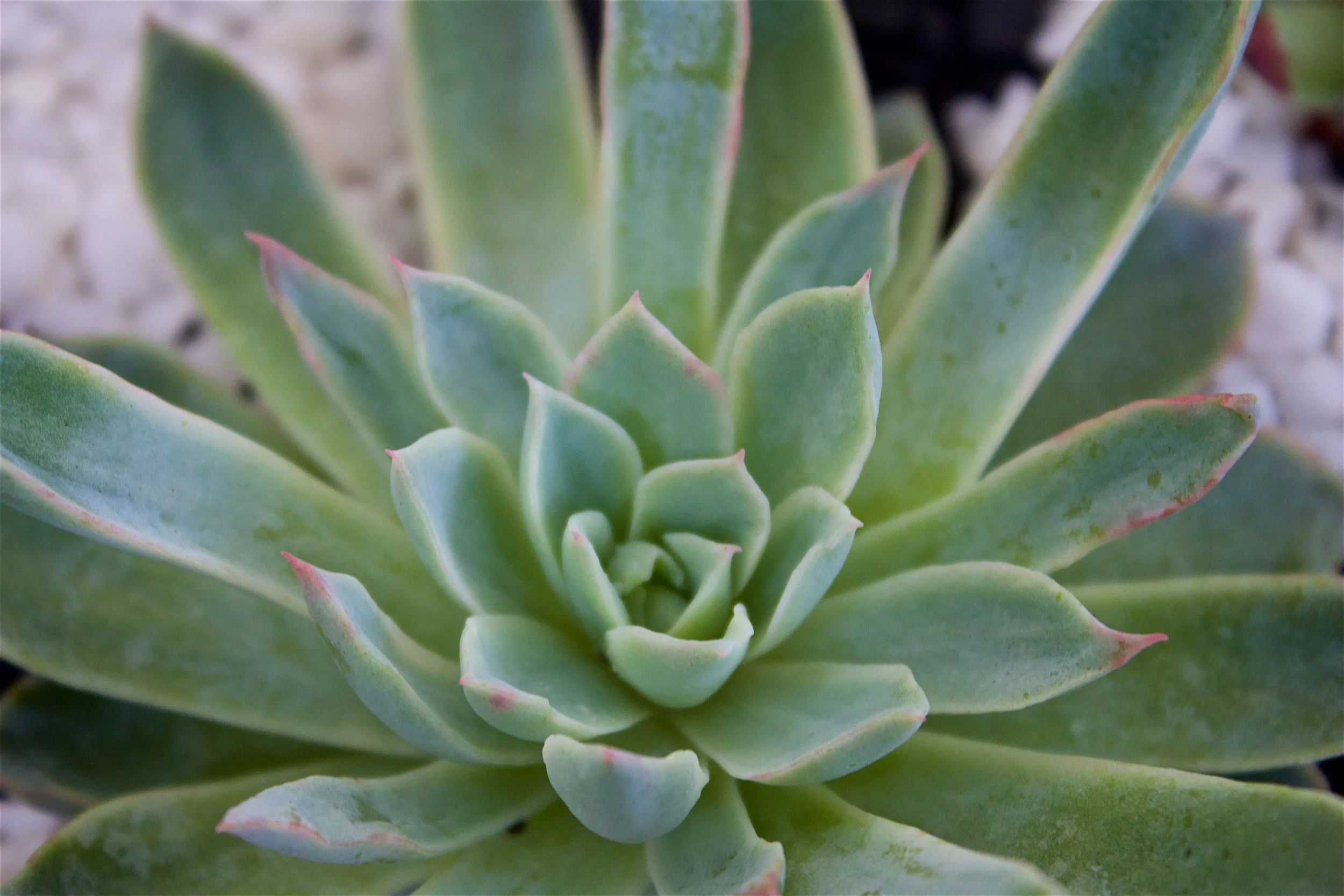 echeveria-rosette-macro-pink-tips.jpg