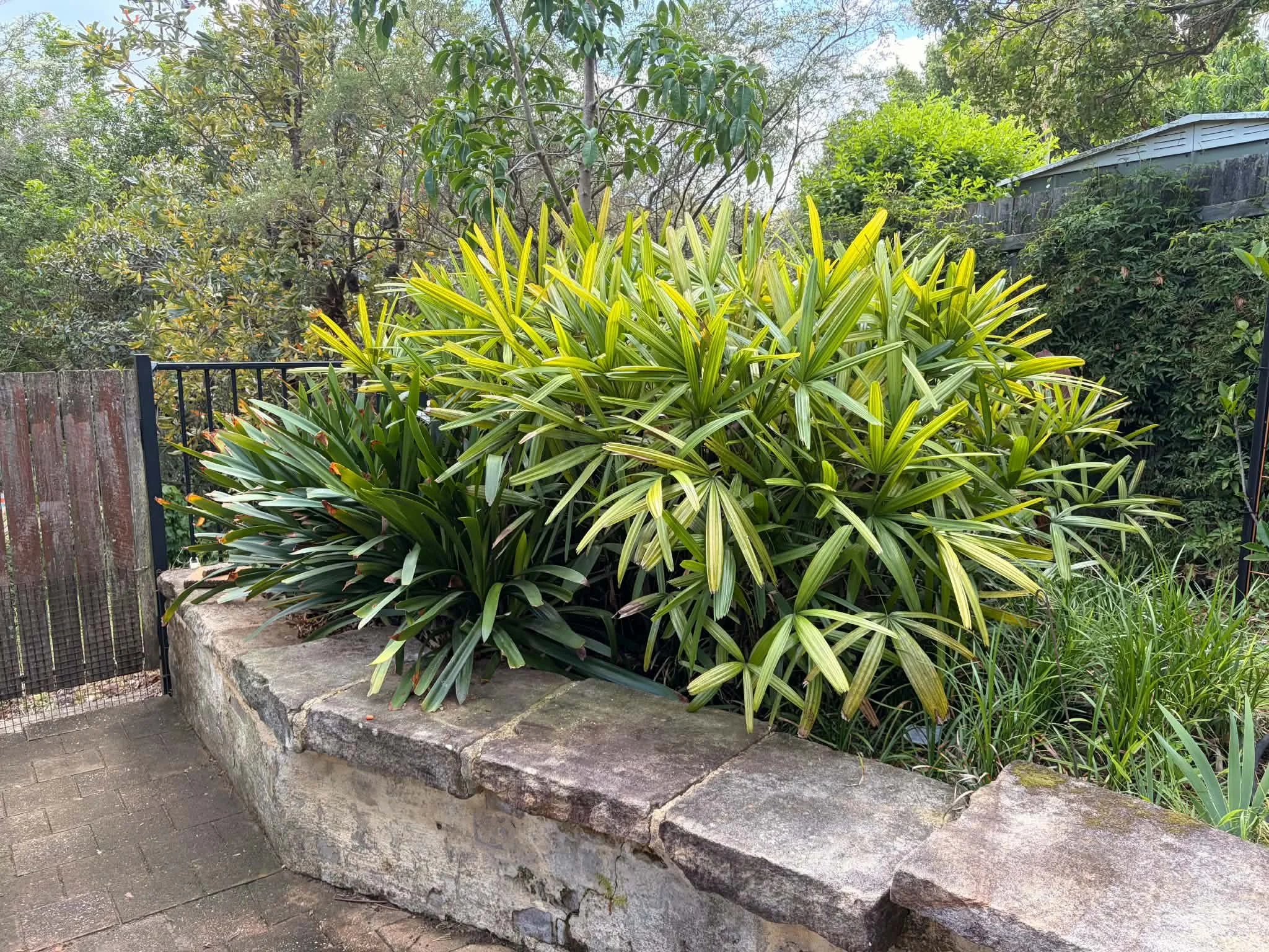 sandstone-wall-cordyline-bed.jpg