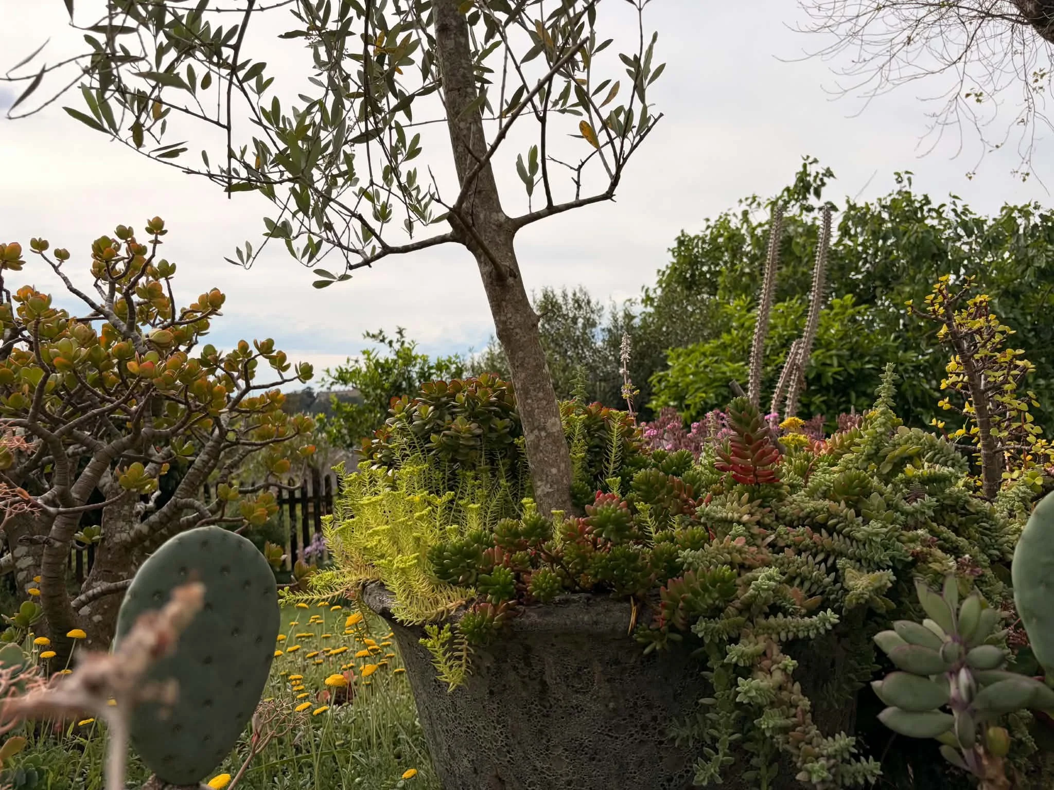 eclectic-potted-garden-olive-agave.jpg