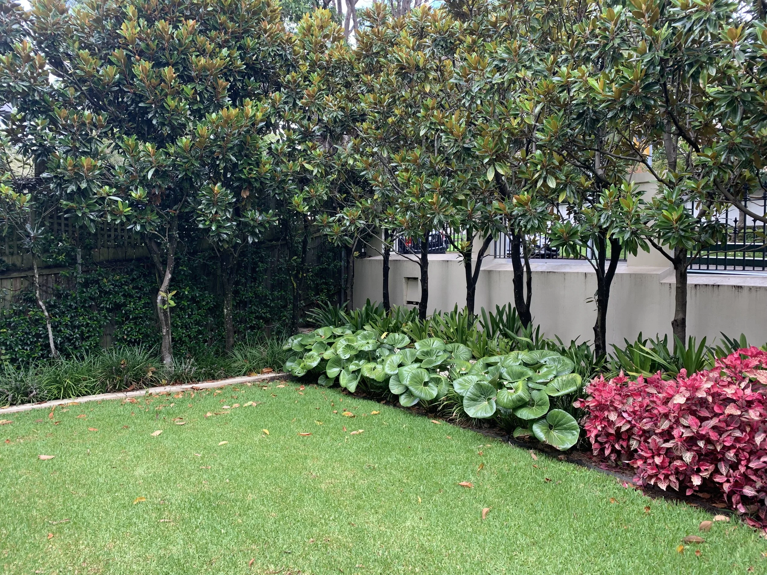 pleached-magnolia-ligularia-border.jpg
