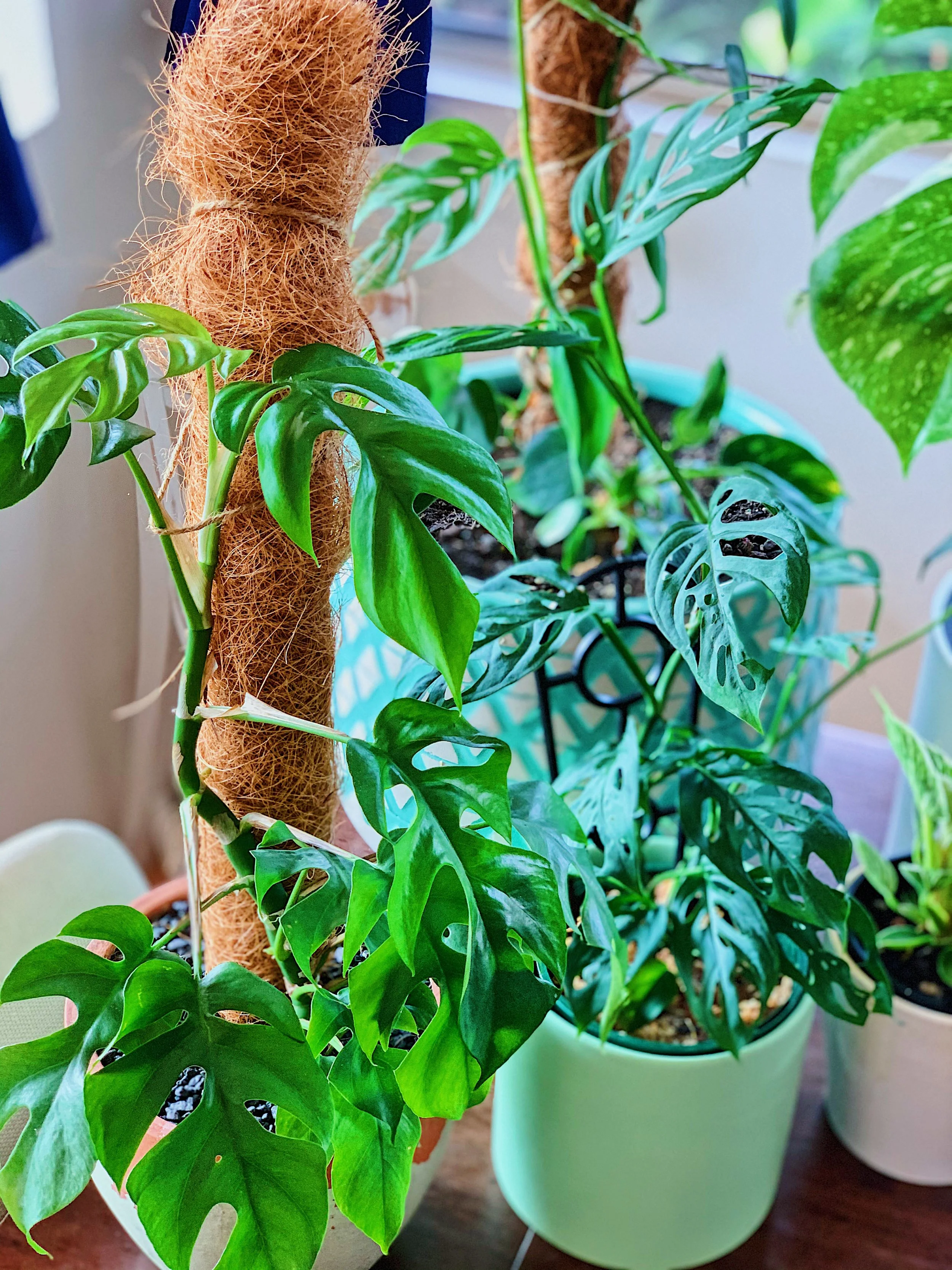 monstera-adansonii-totem-houseplants.jpg