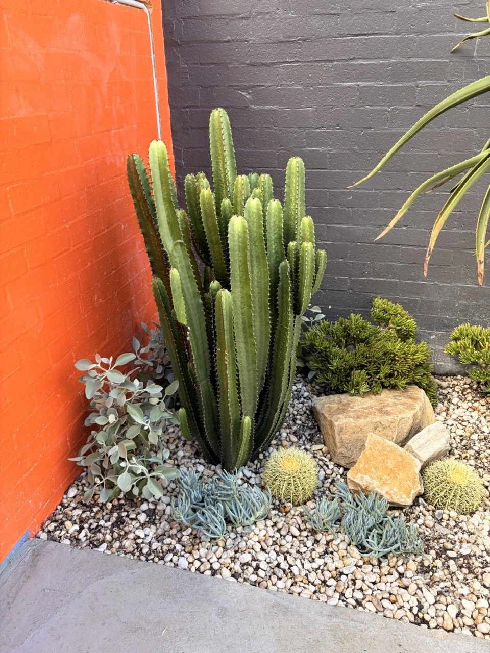surry-hills-euphorbia-orange-wall-after.jpg