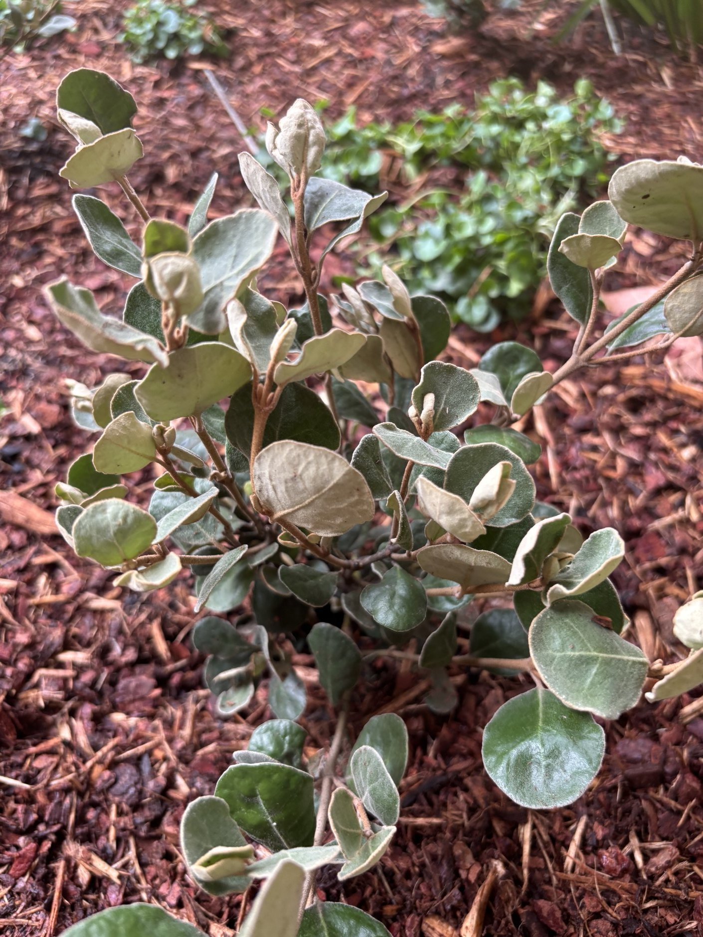 willoughby-correa-shrub-macro-oct2025.jpg