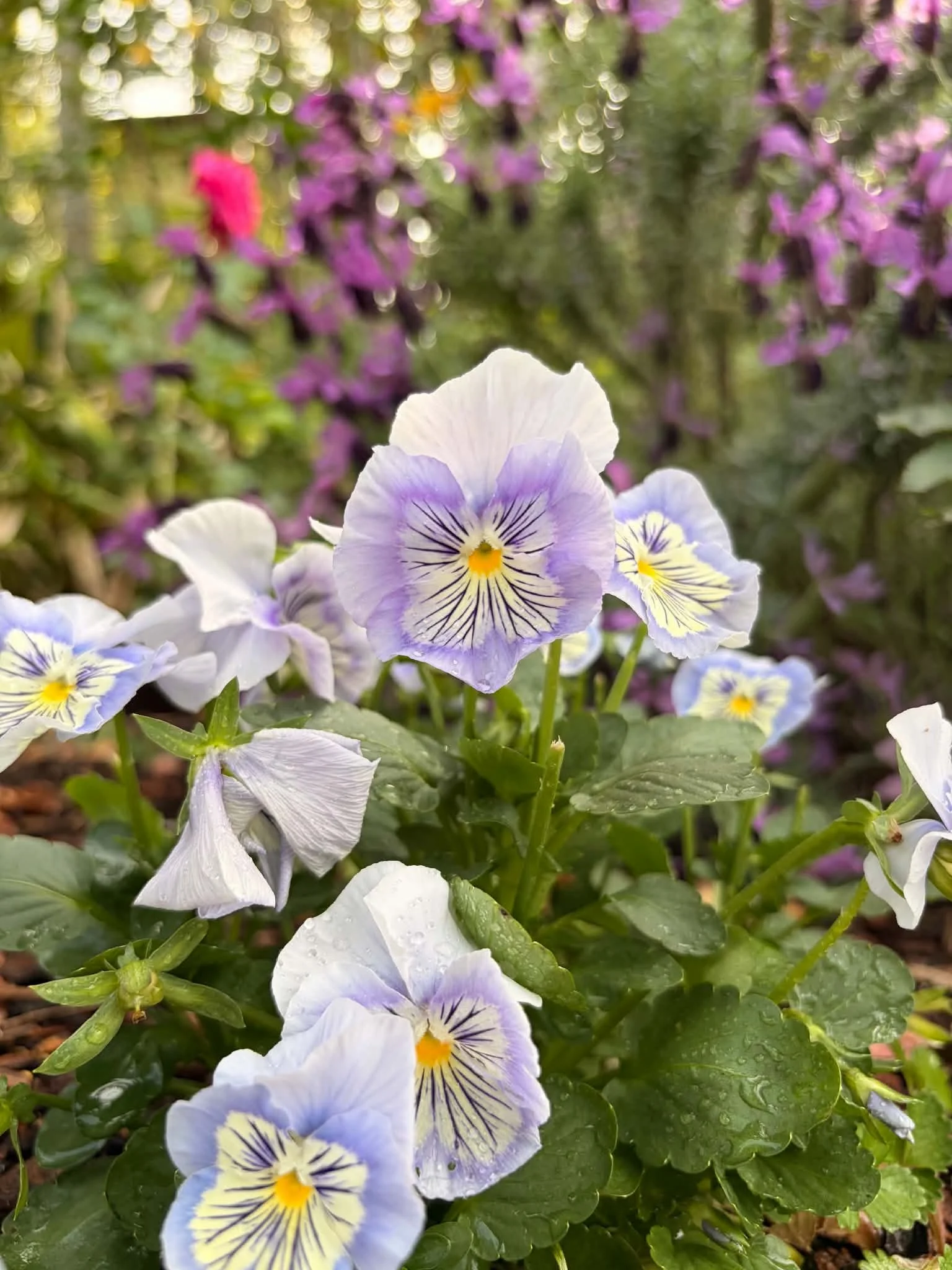 white-purple-pansies-macro.jpg