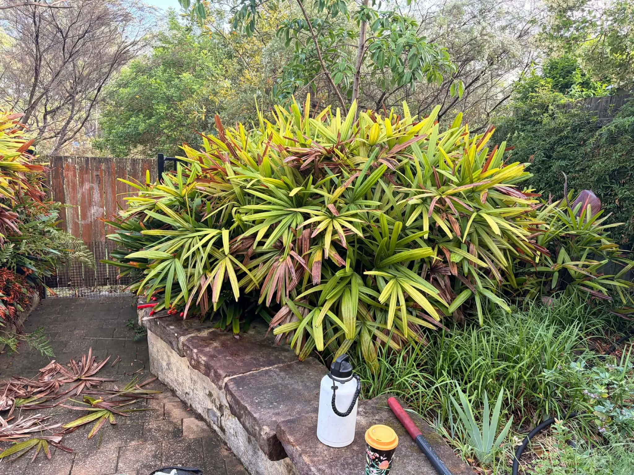 sandstone-wall-golden-cordyline-palm.jpg