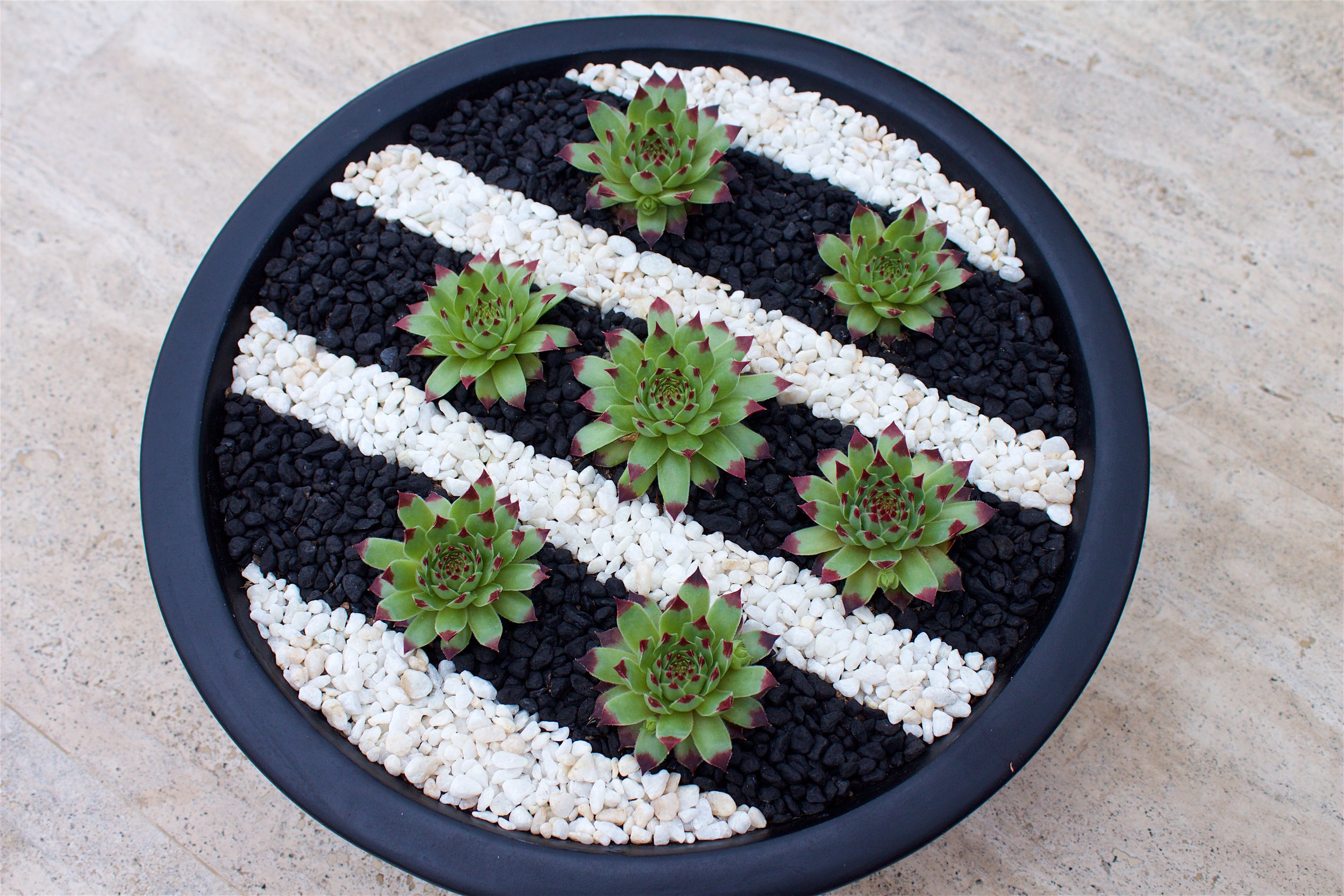 succulent-dish-garden-diagonal-stripes.jpg