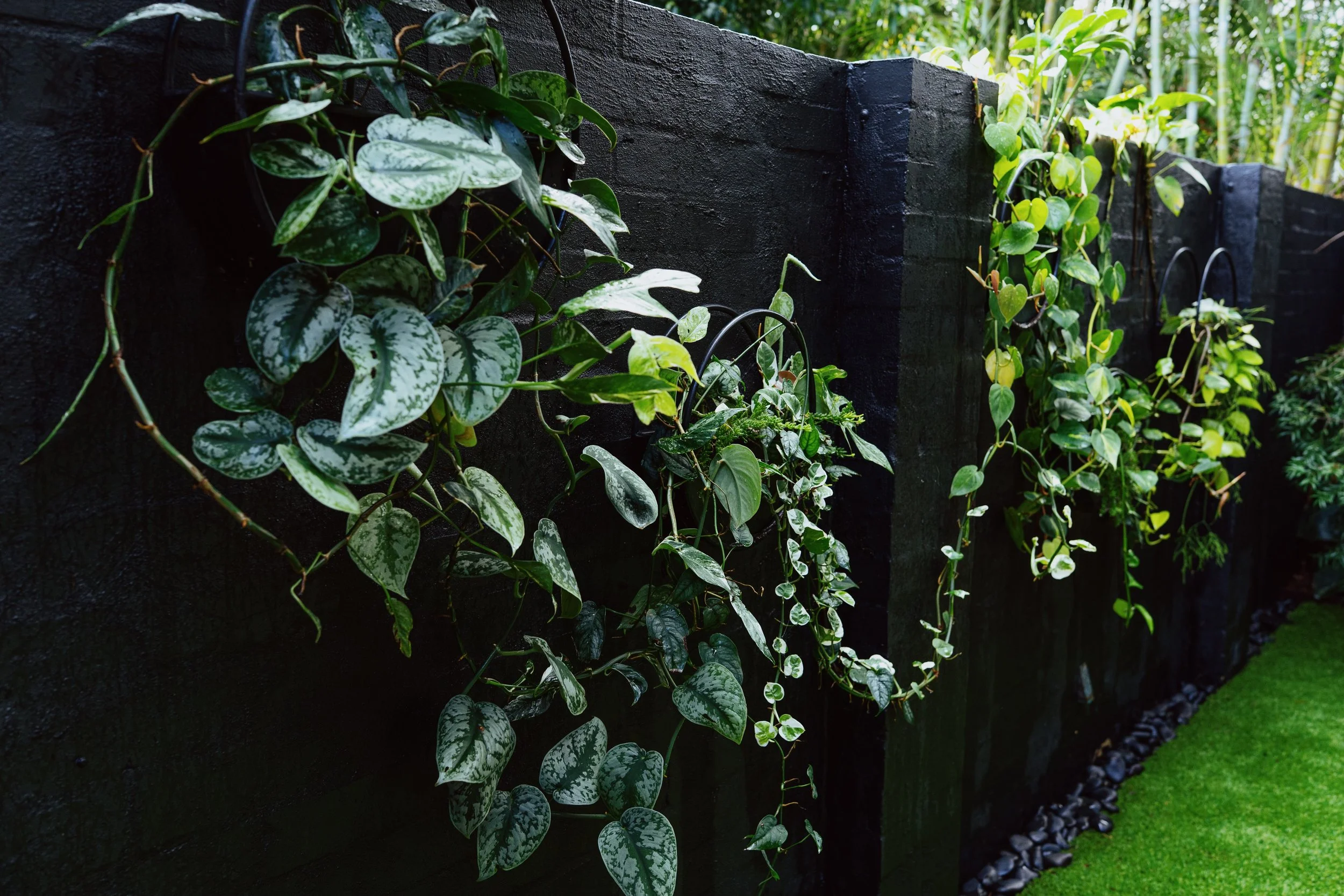 bondi-black-wall-satin-pothos-devils-ivy.jpg