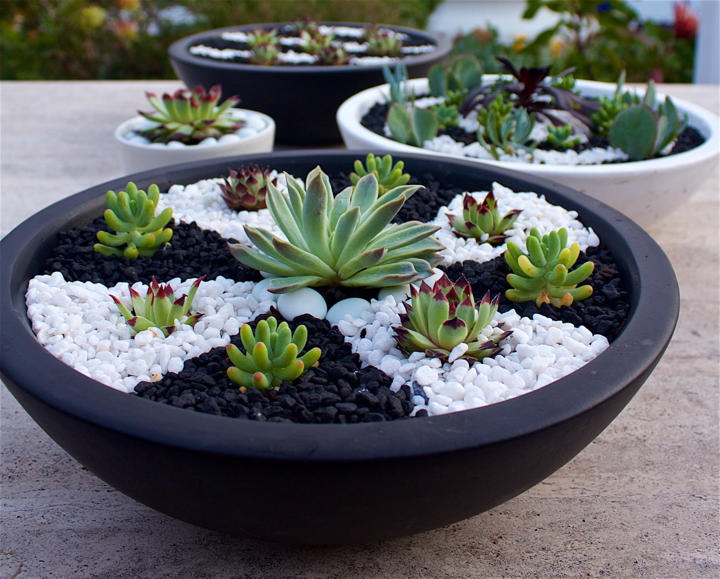 succulent-dish-garden-yin-yang-pebbles.jpg