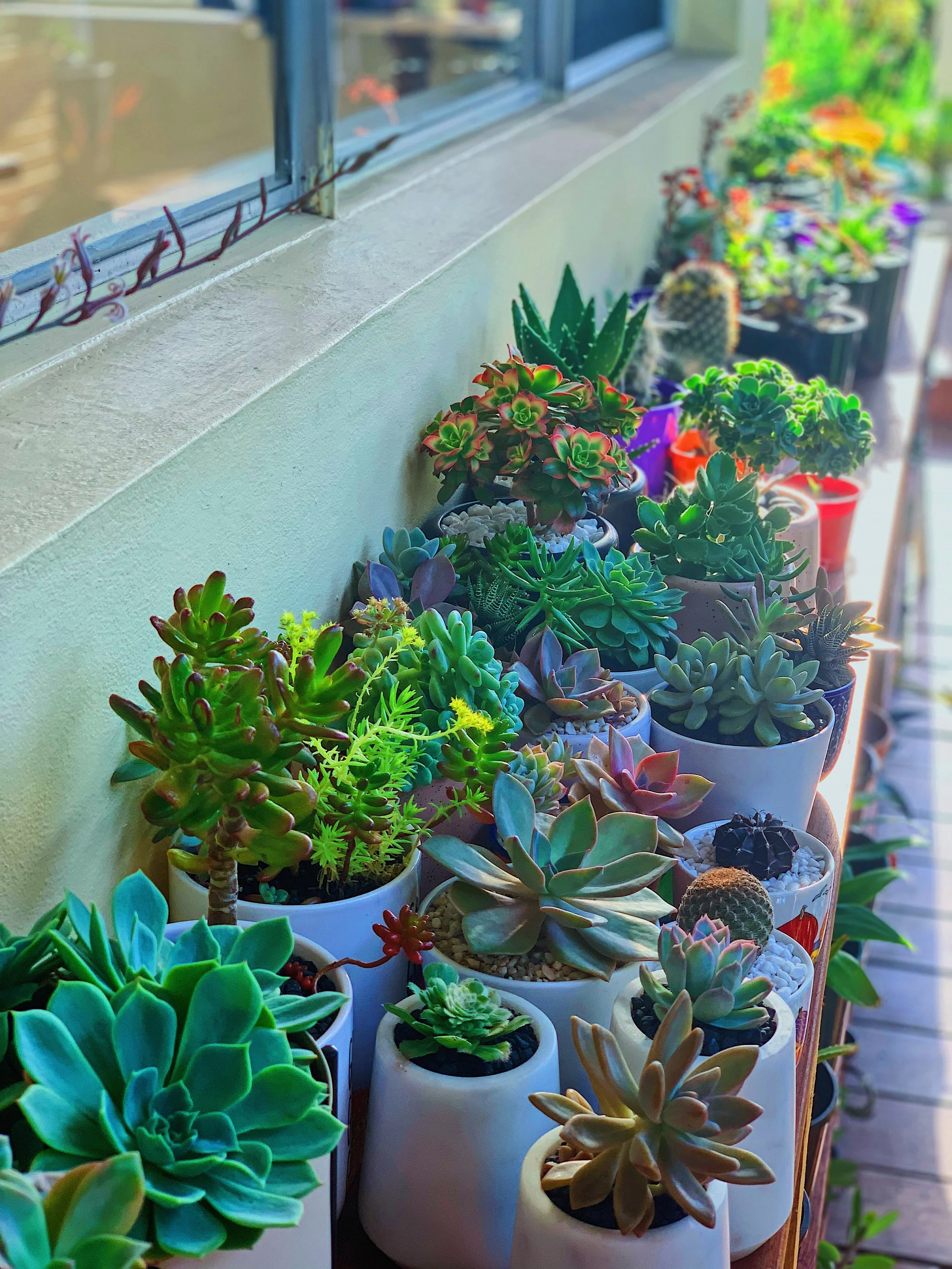 succulent-shelf-potted-collection.jpg