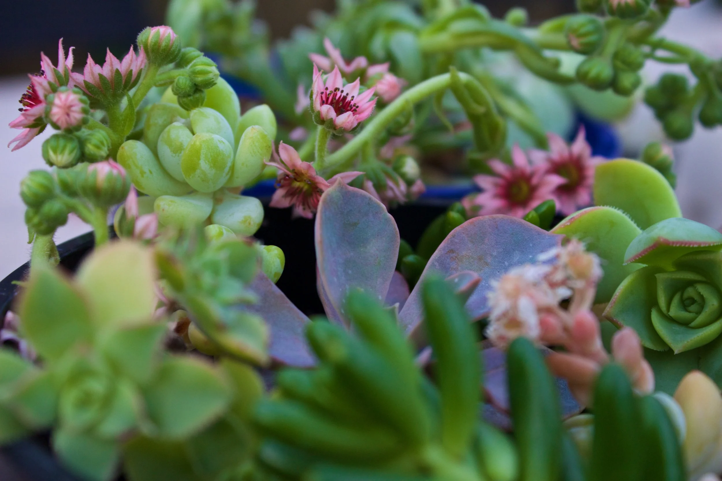 succulent-macro-sempervivum-flower-stars.jpg
