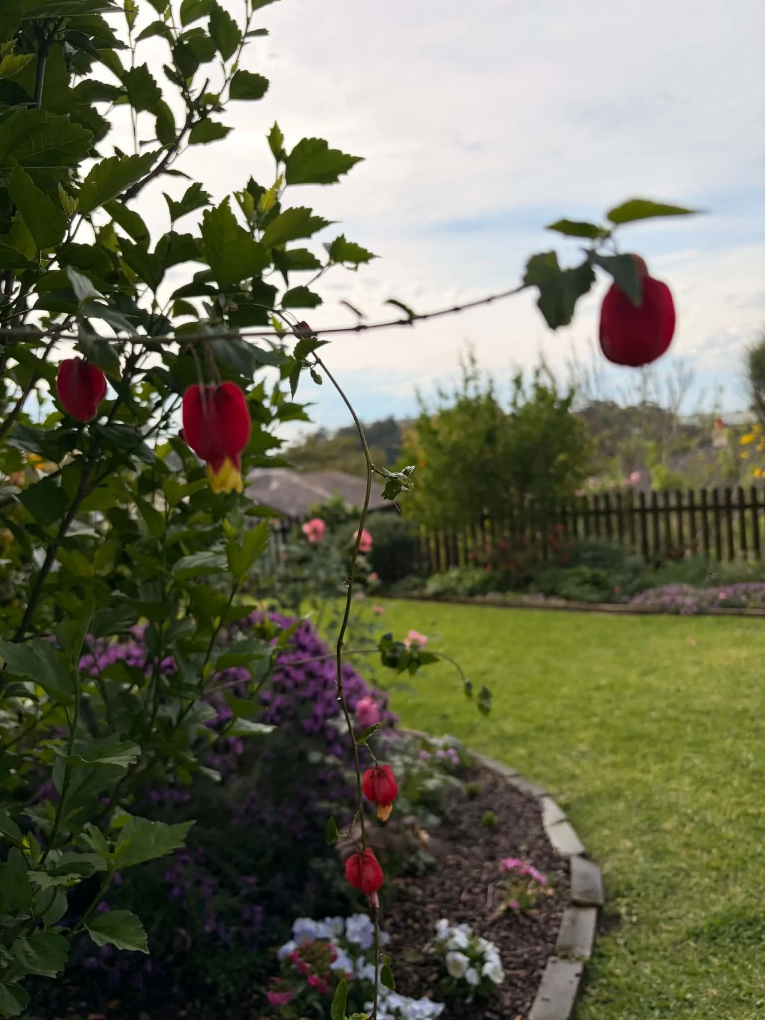 red-rose-rosehip-macro-lawn.jpg