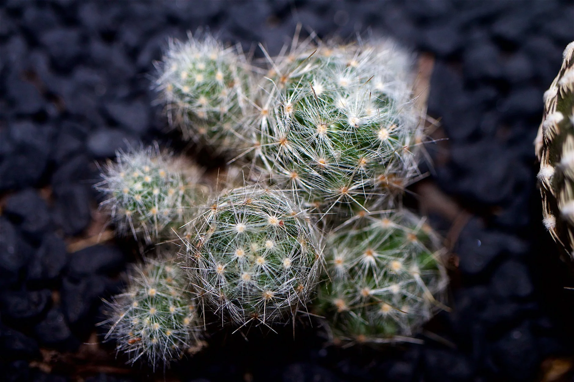 thimble-cactus-starburst-spines.jpg