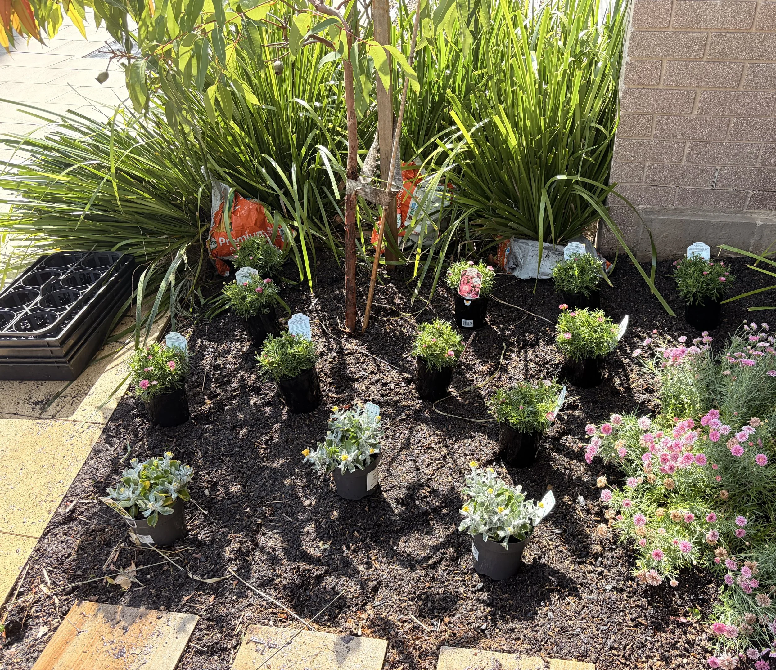 willoughby-plant-setout-daisies-during-oct2025.jpg